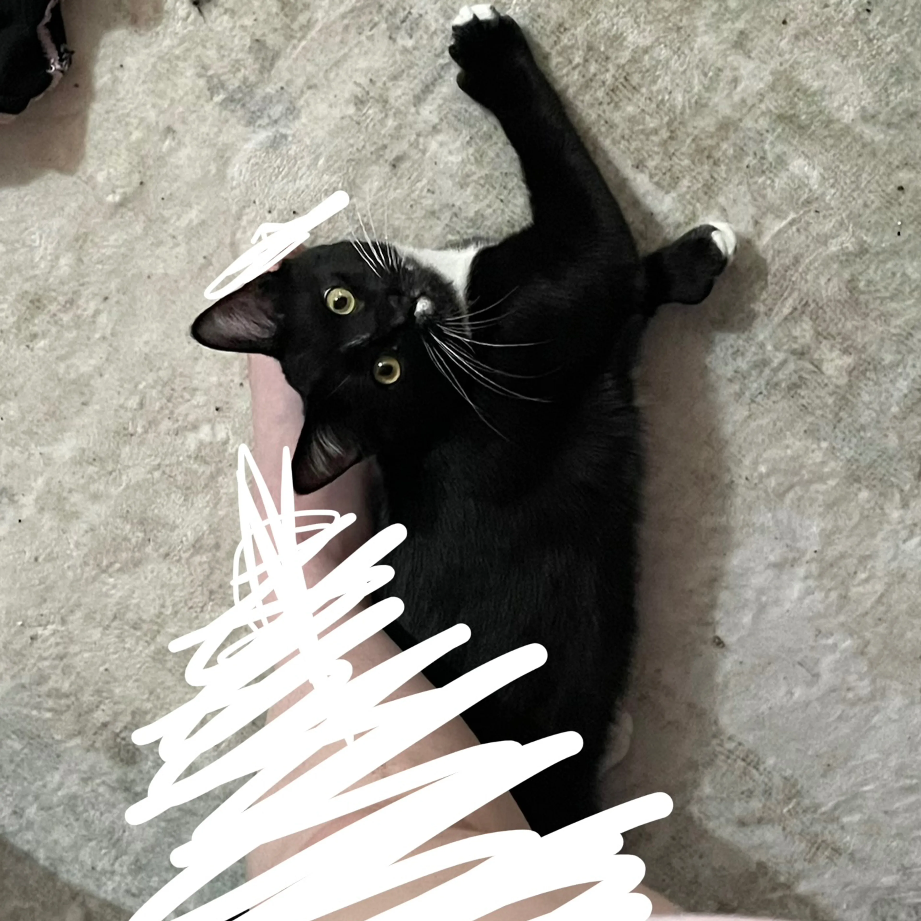 Lost pet-1