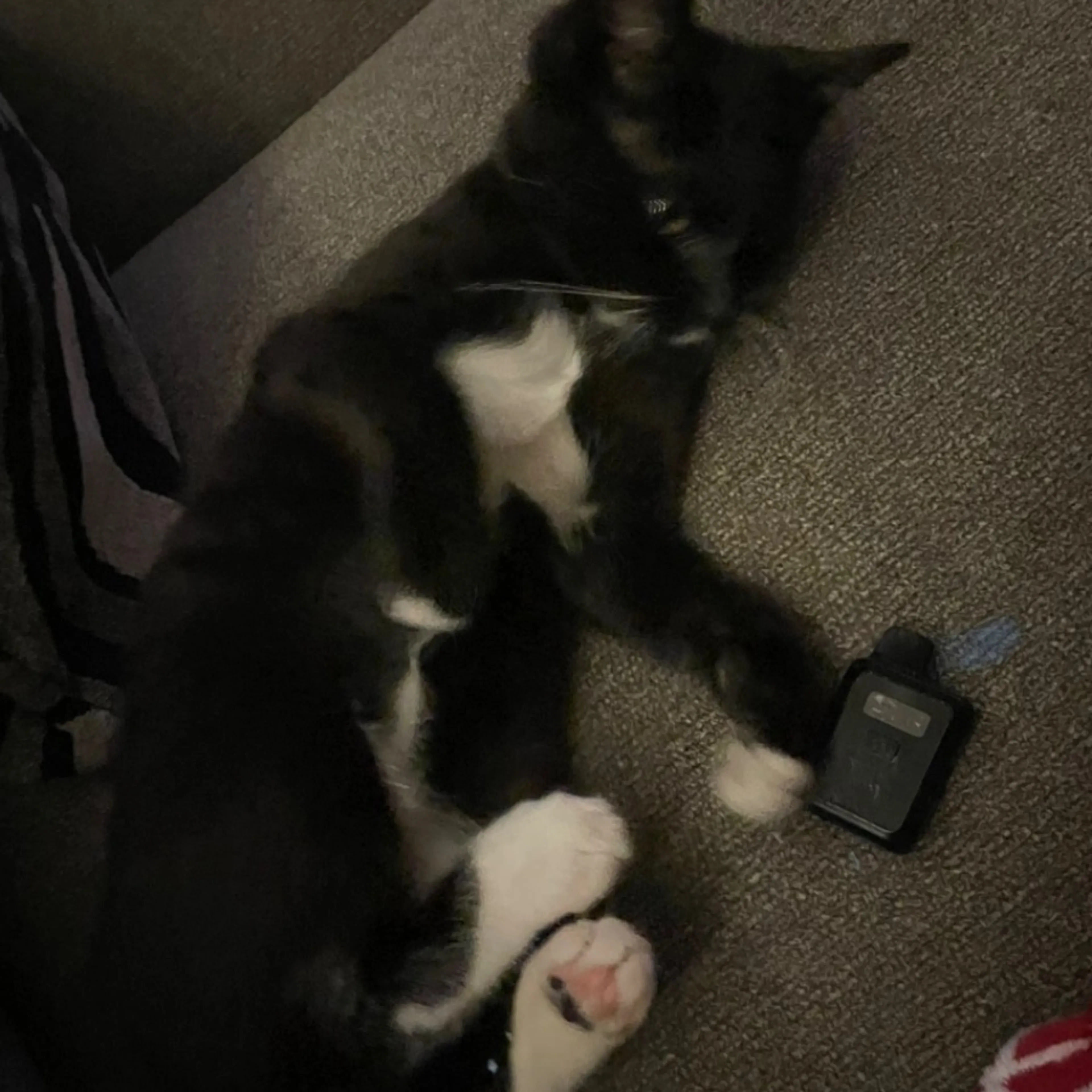 Lost pet-0