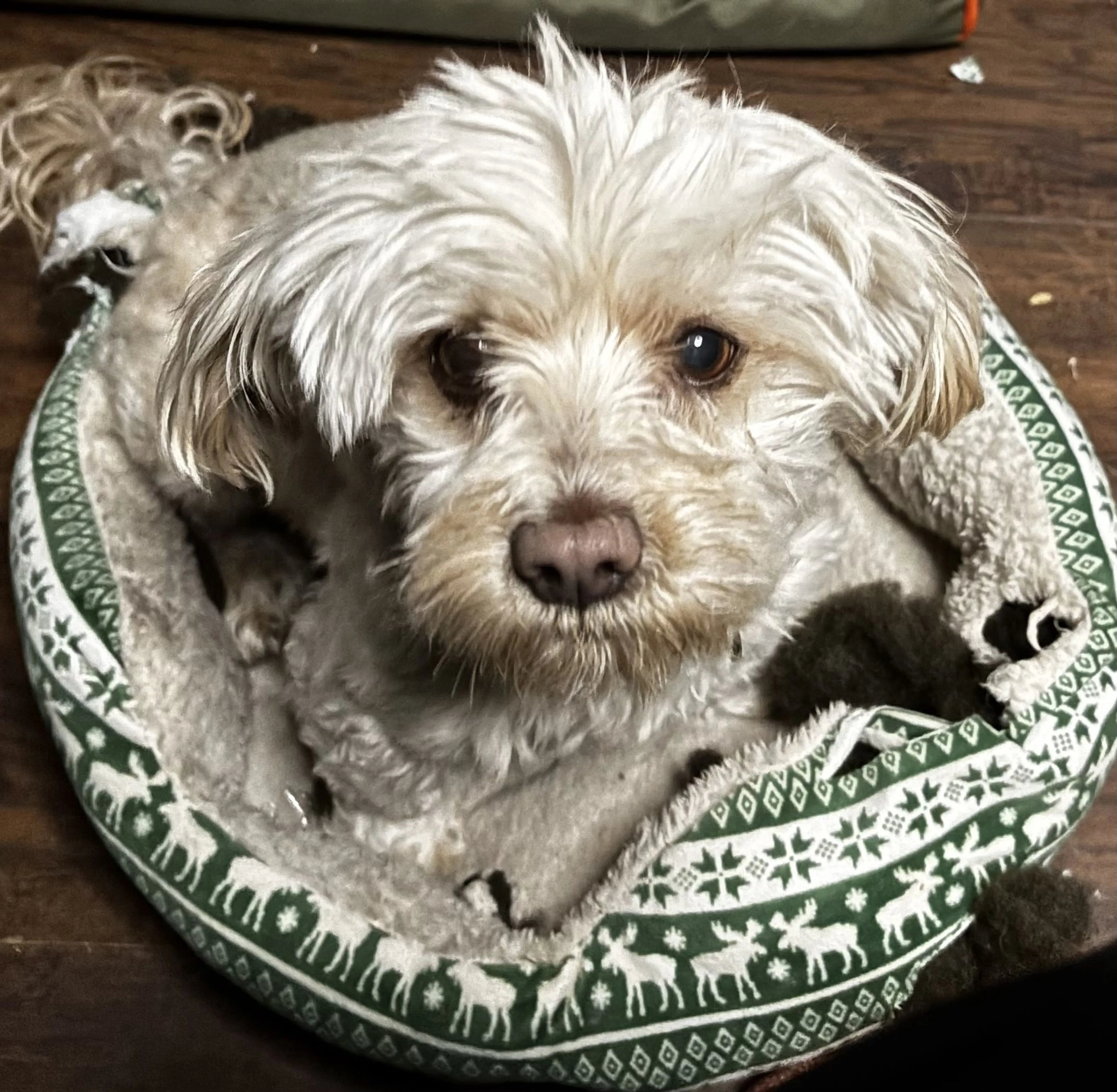 Lost pet-2