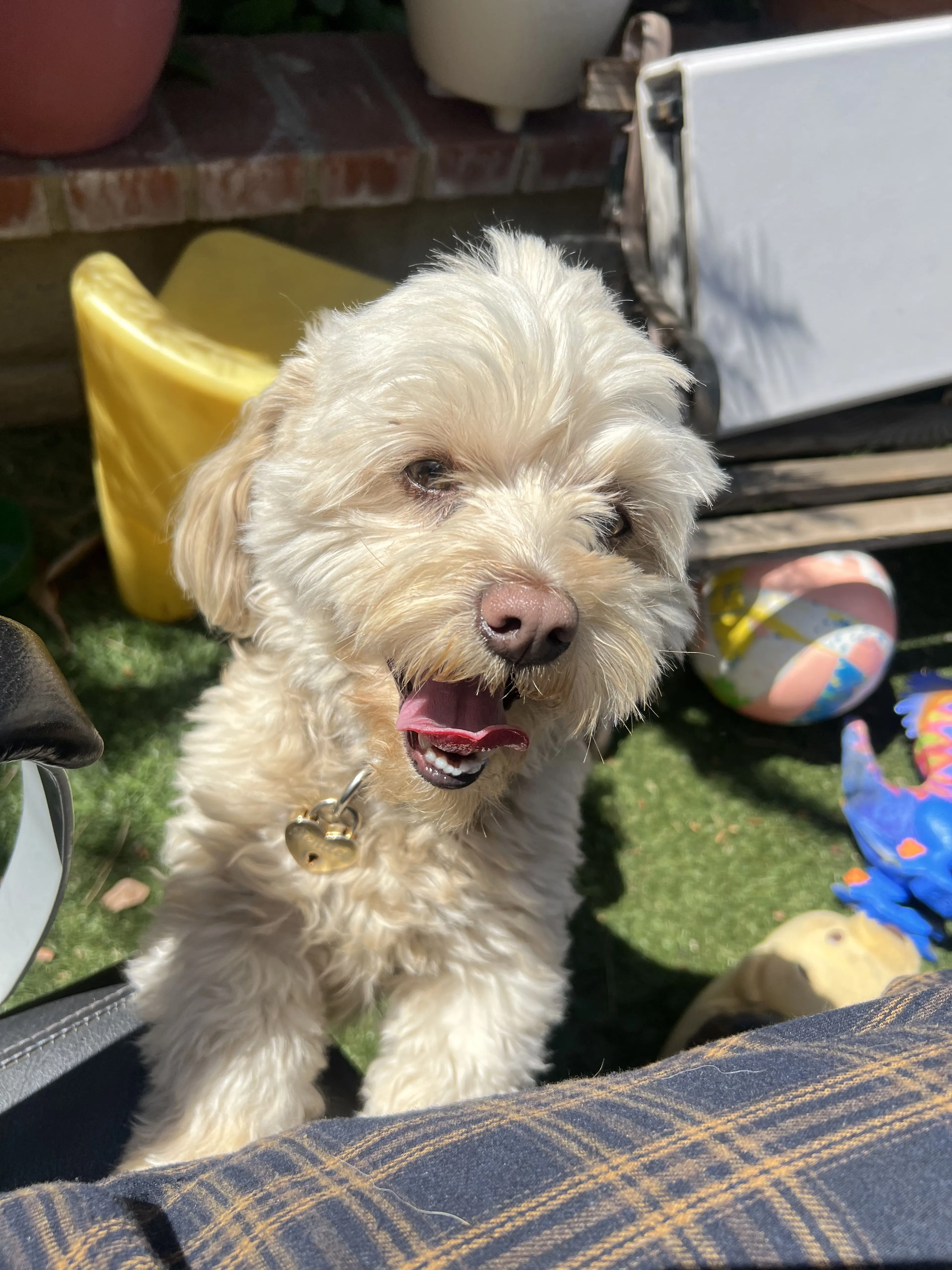 Lost pet-4