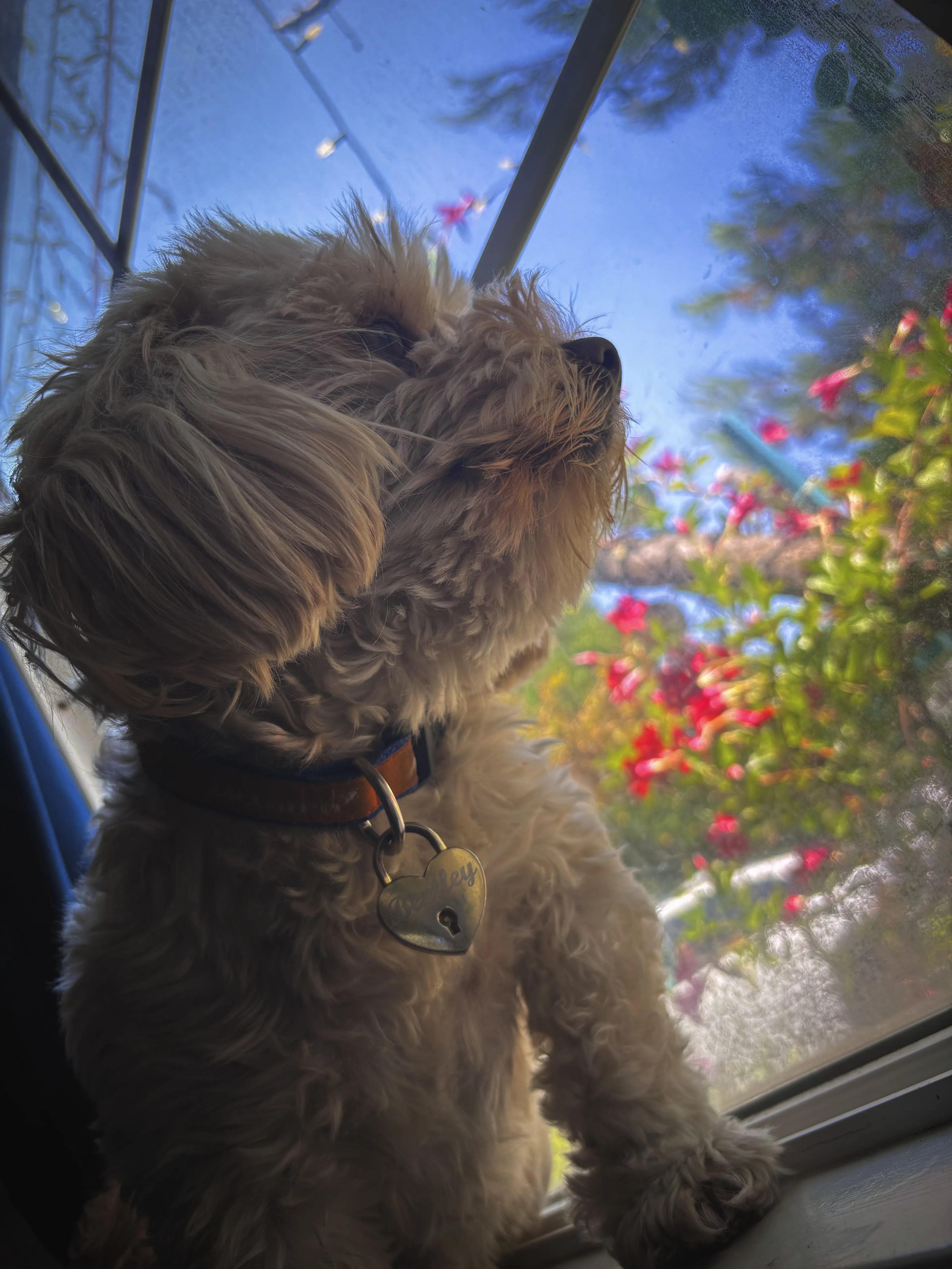 Lost pet-3