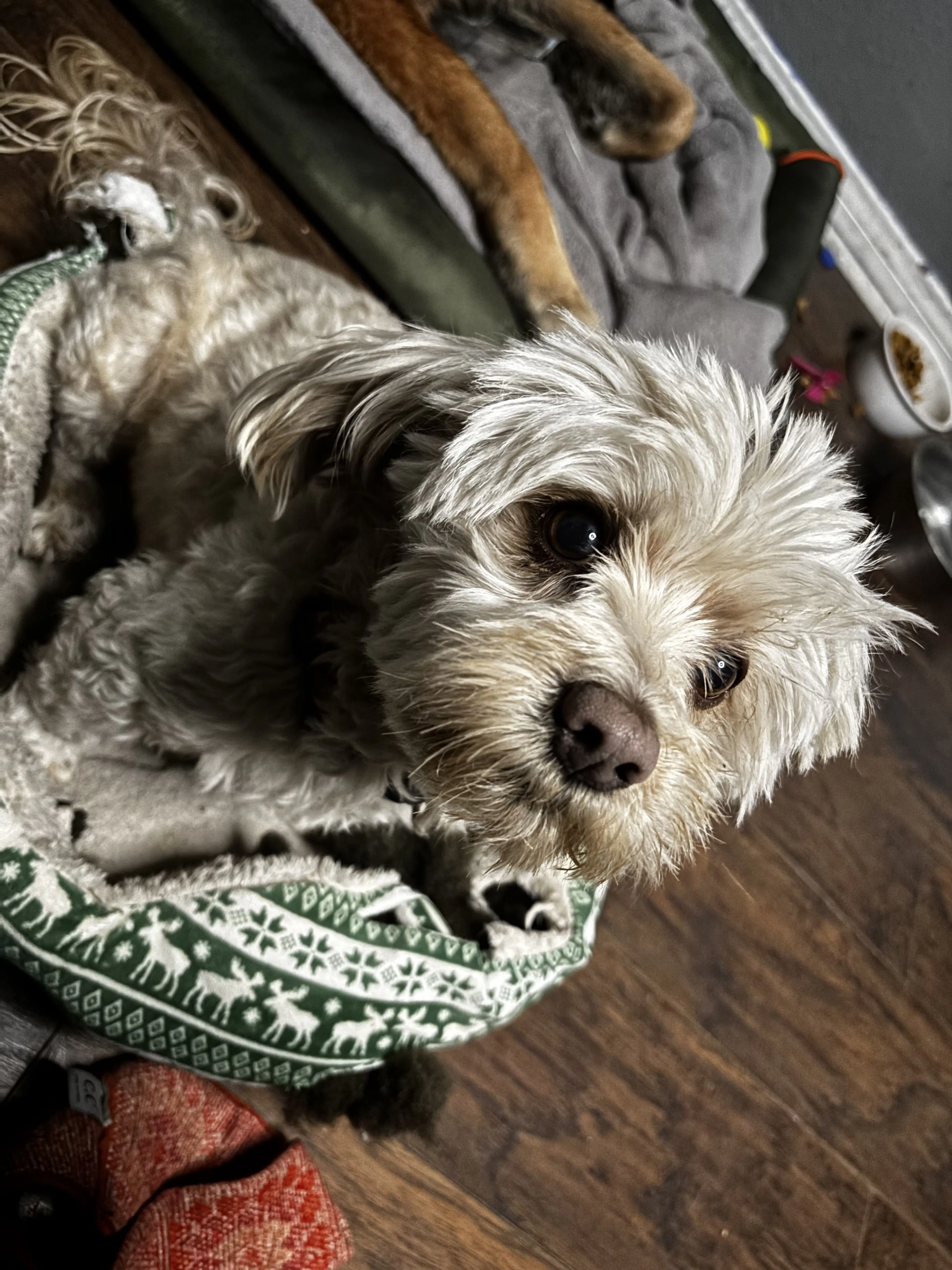 Lost pet-1