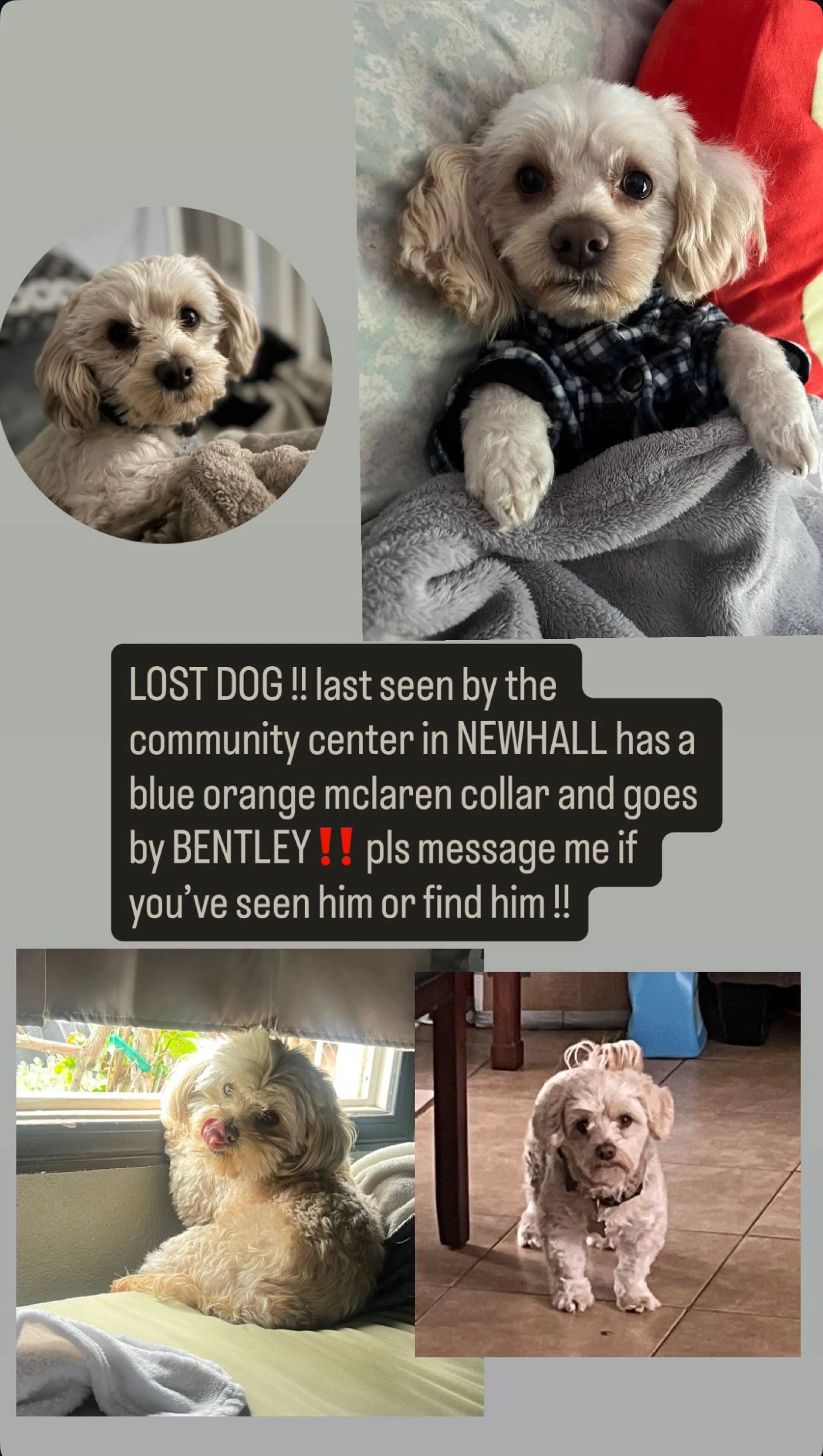 Lost pet-0