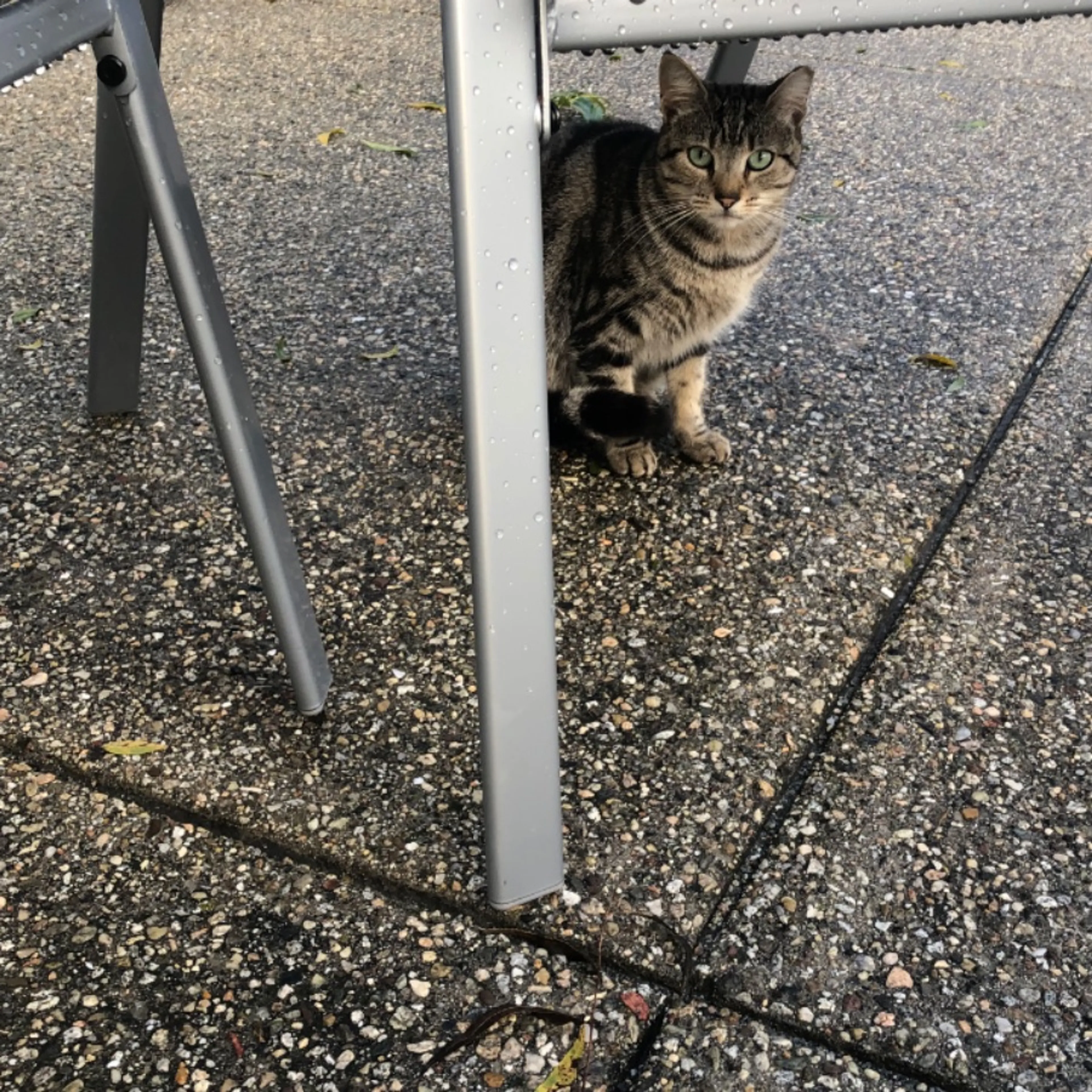Lost pet-0