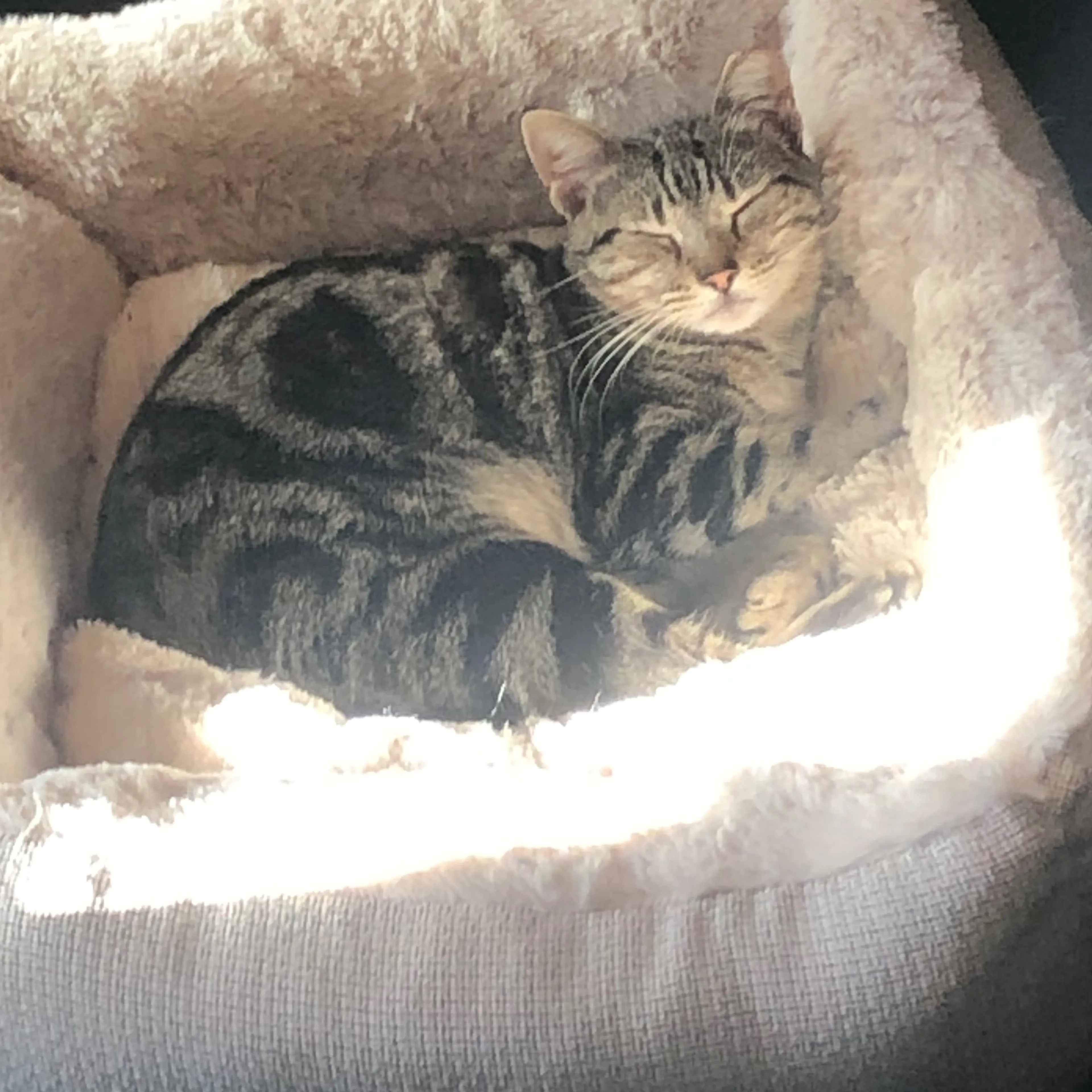 Lost pet-1