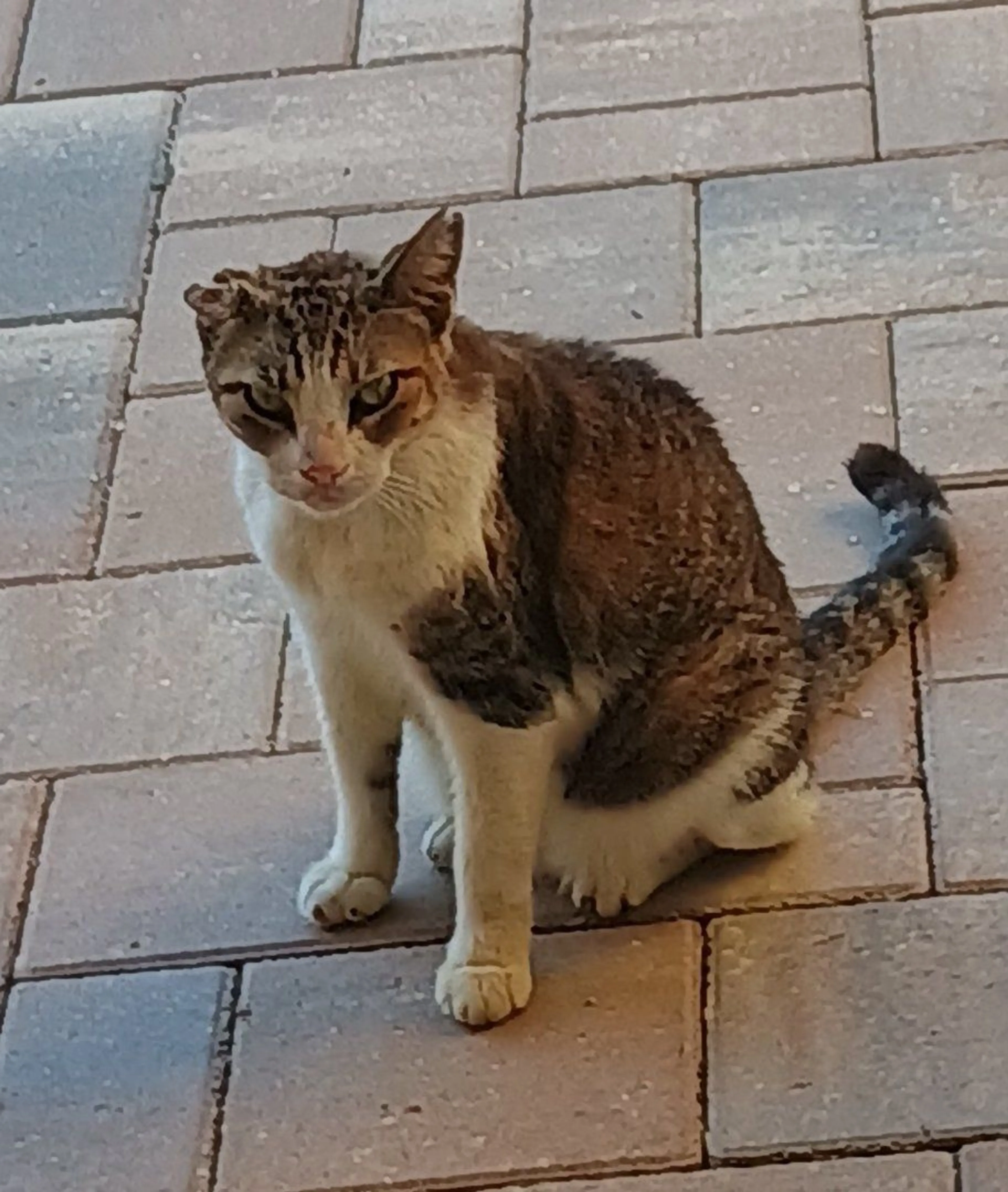 Lost pet