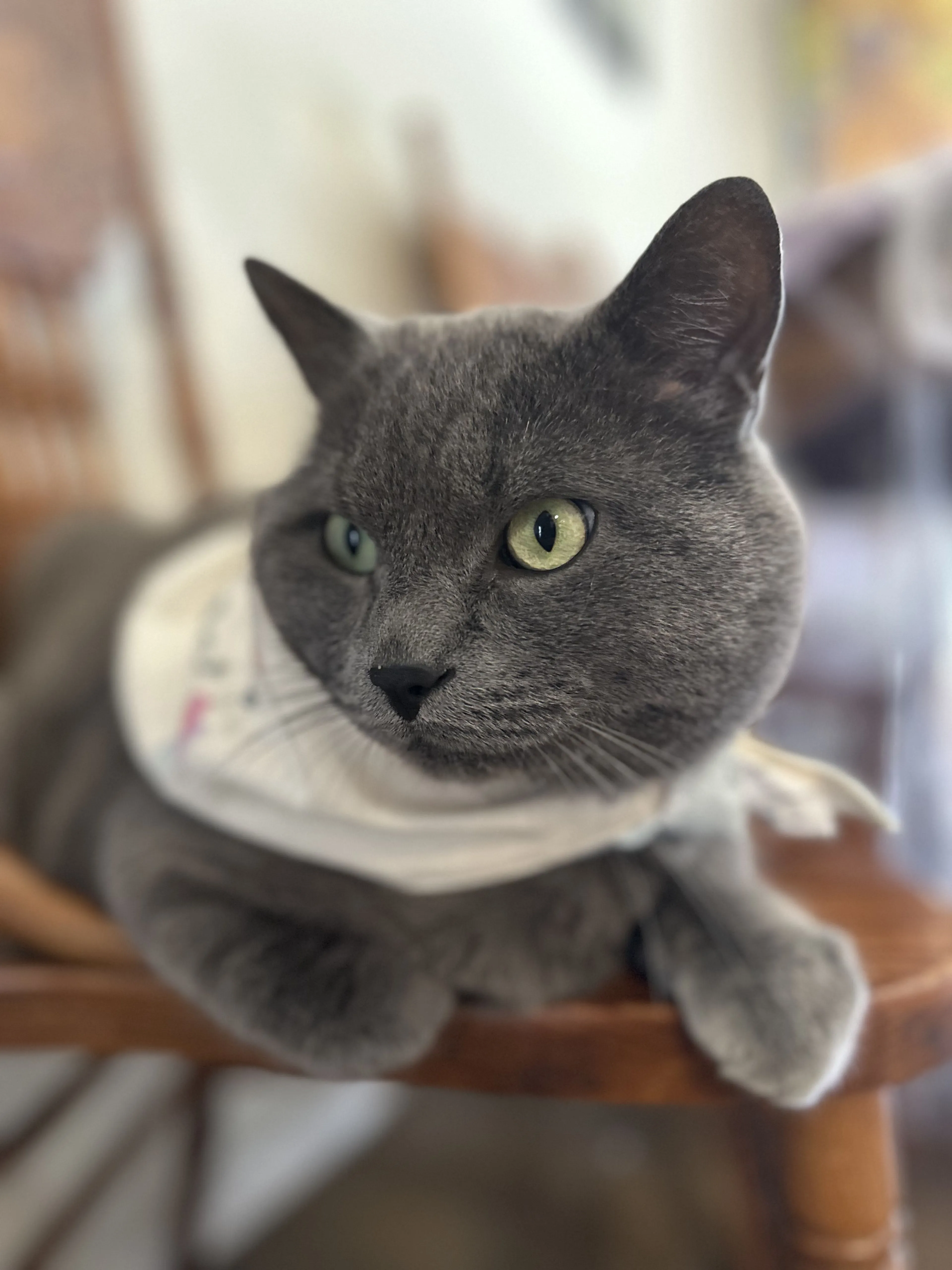 Lost pet-2