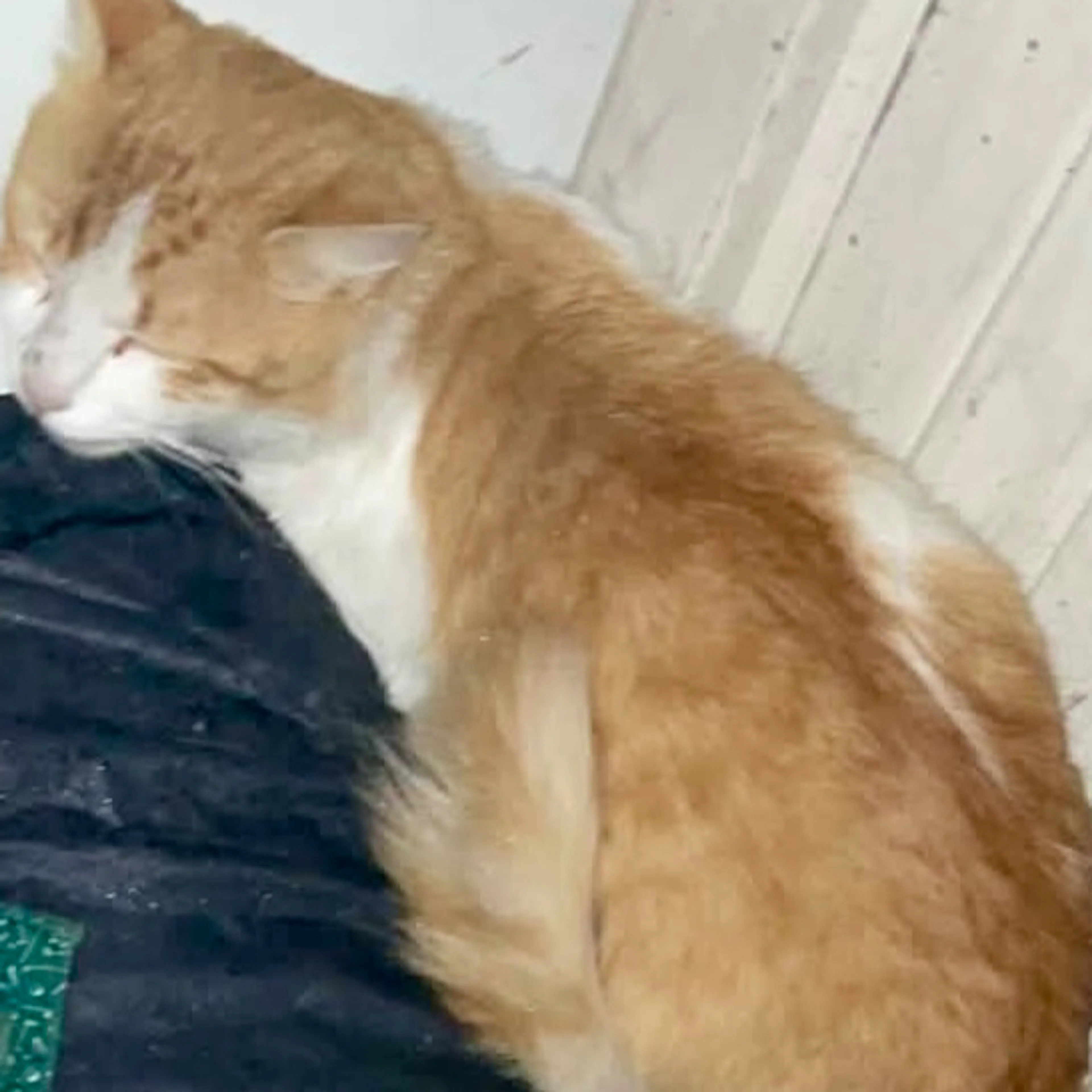 Lost pet-1