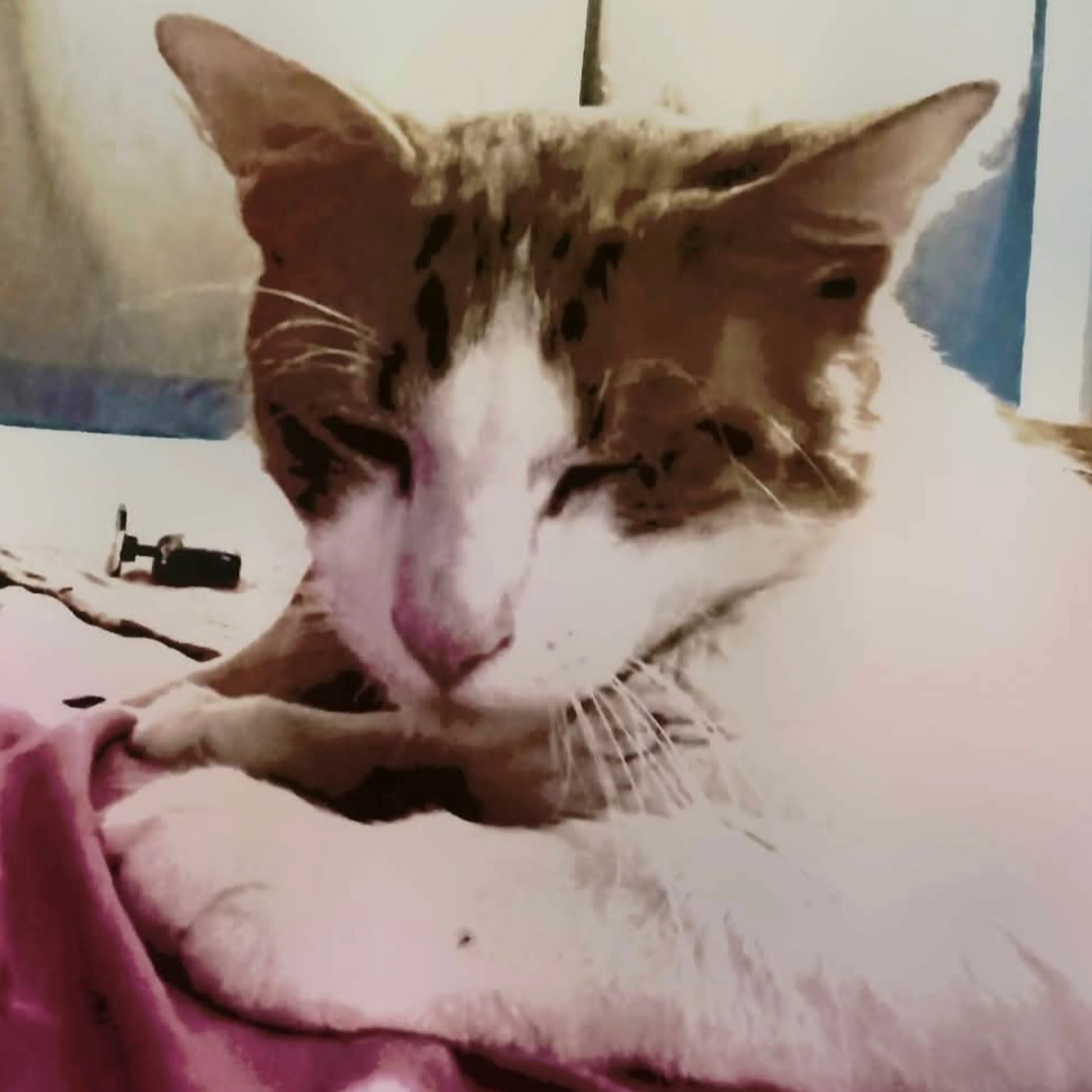 Lost pet-2