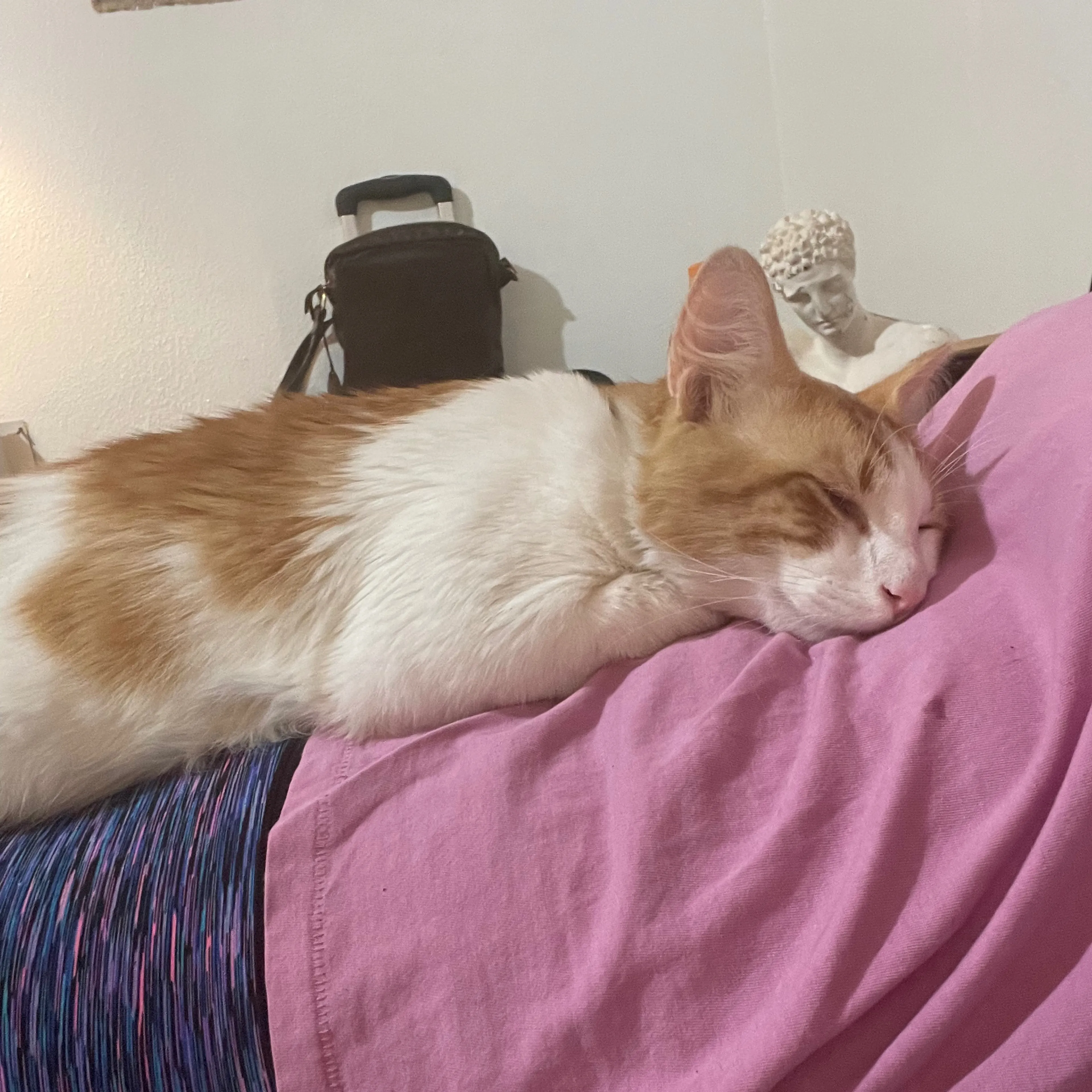 Lost pet-3