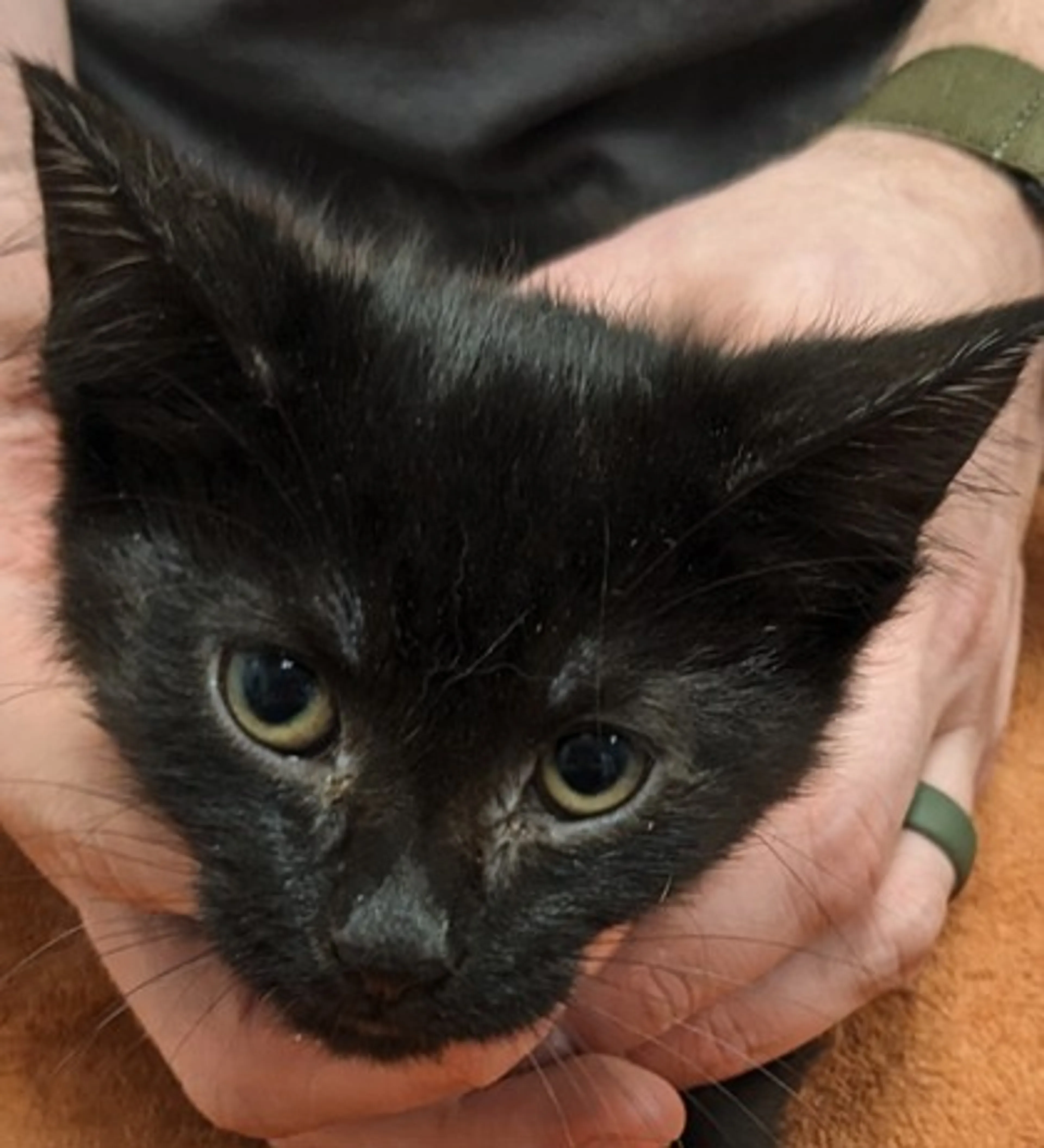 Found pet