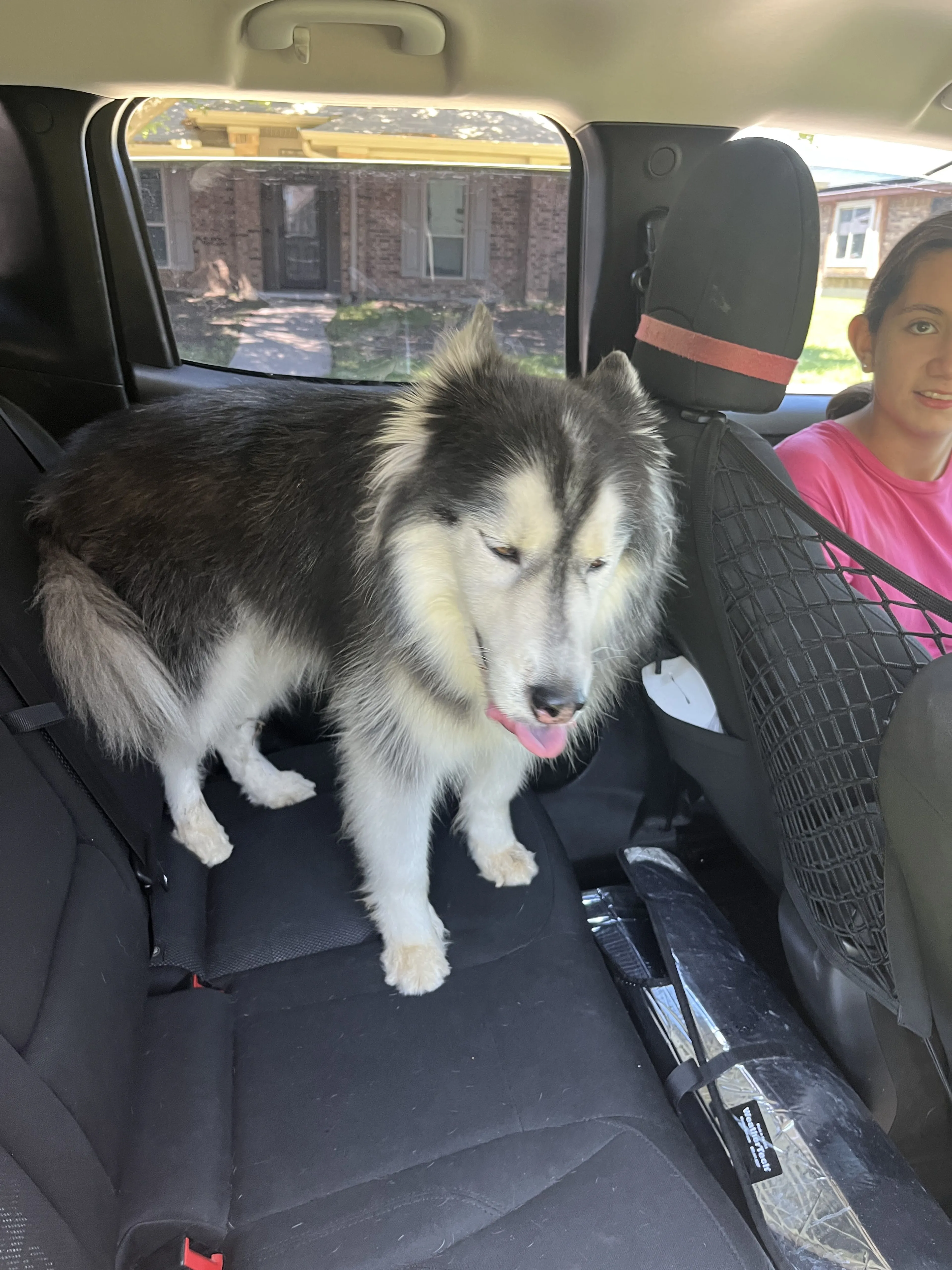 Lost pet