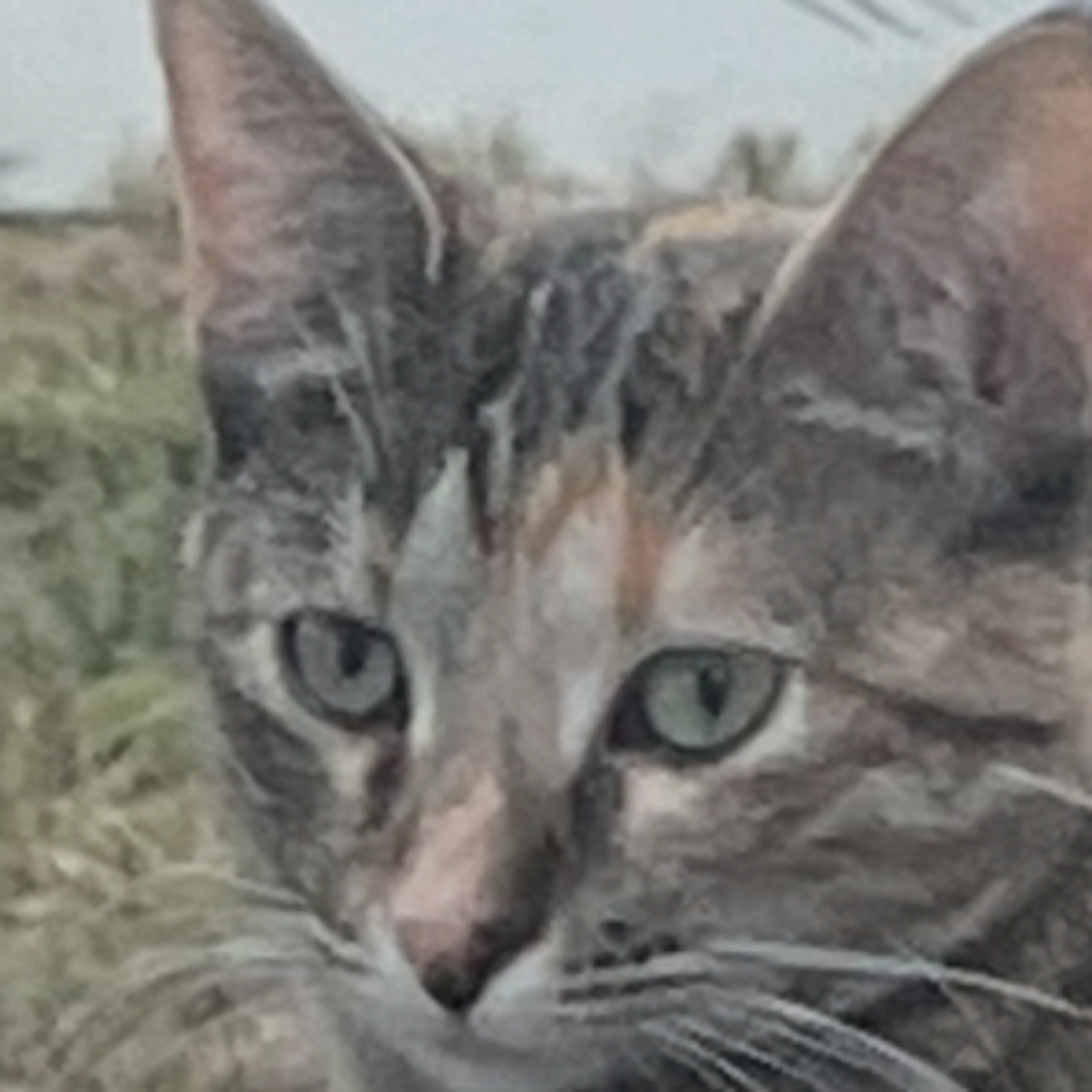 Lost pet-2