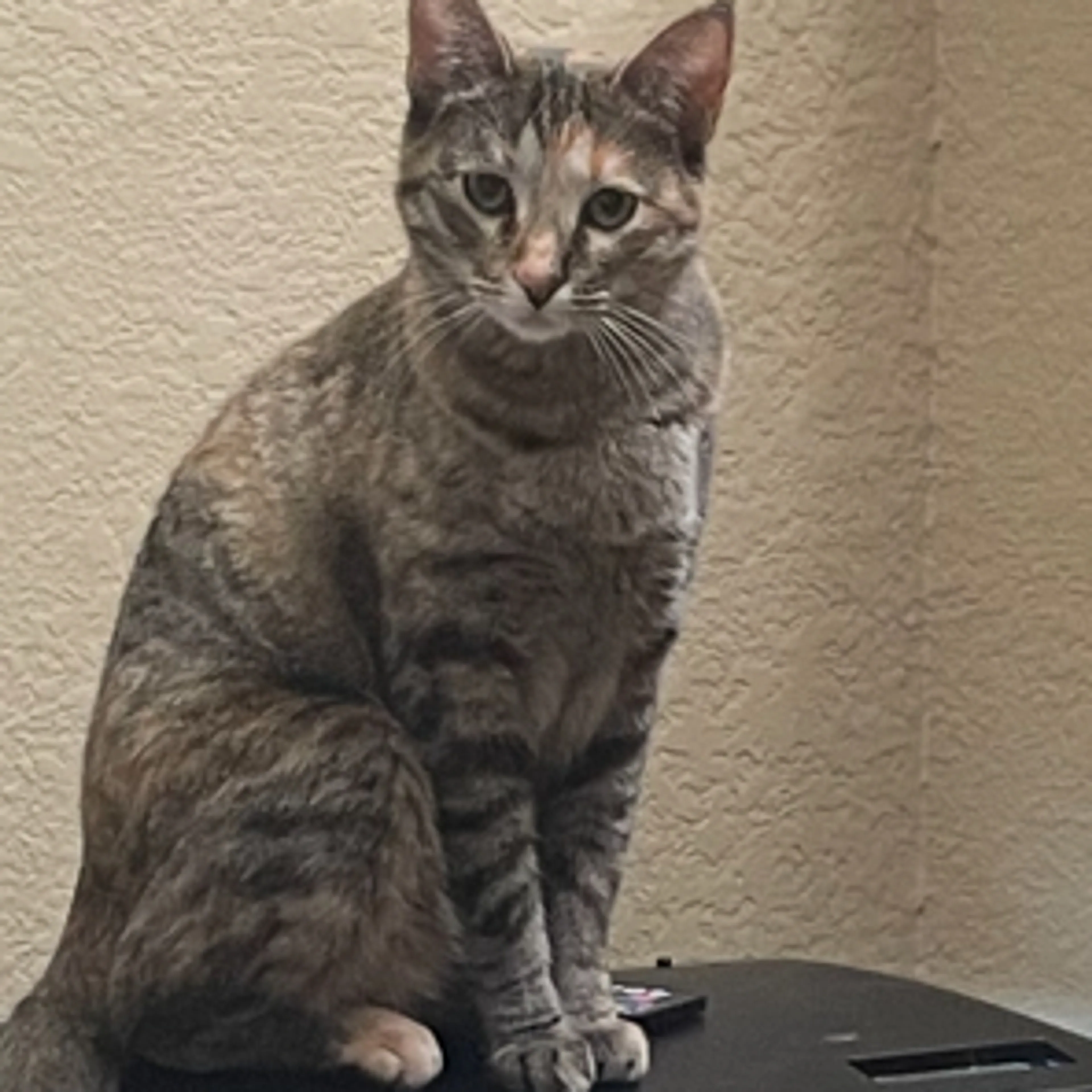 Lost pet-1