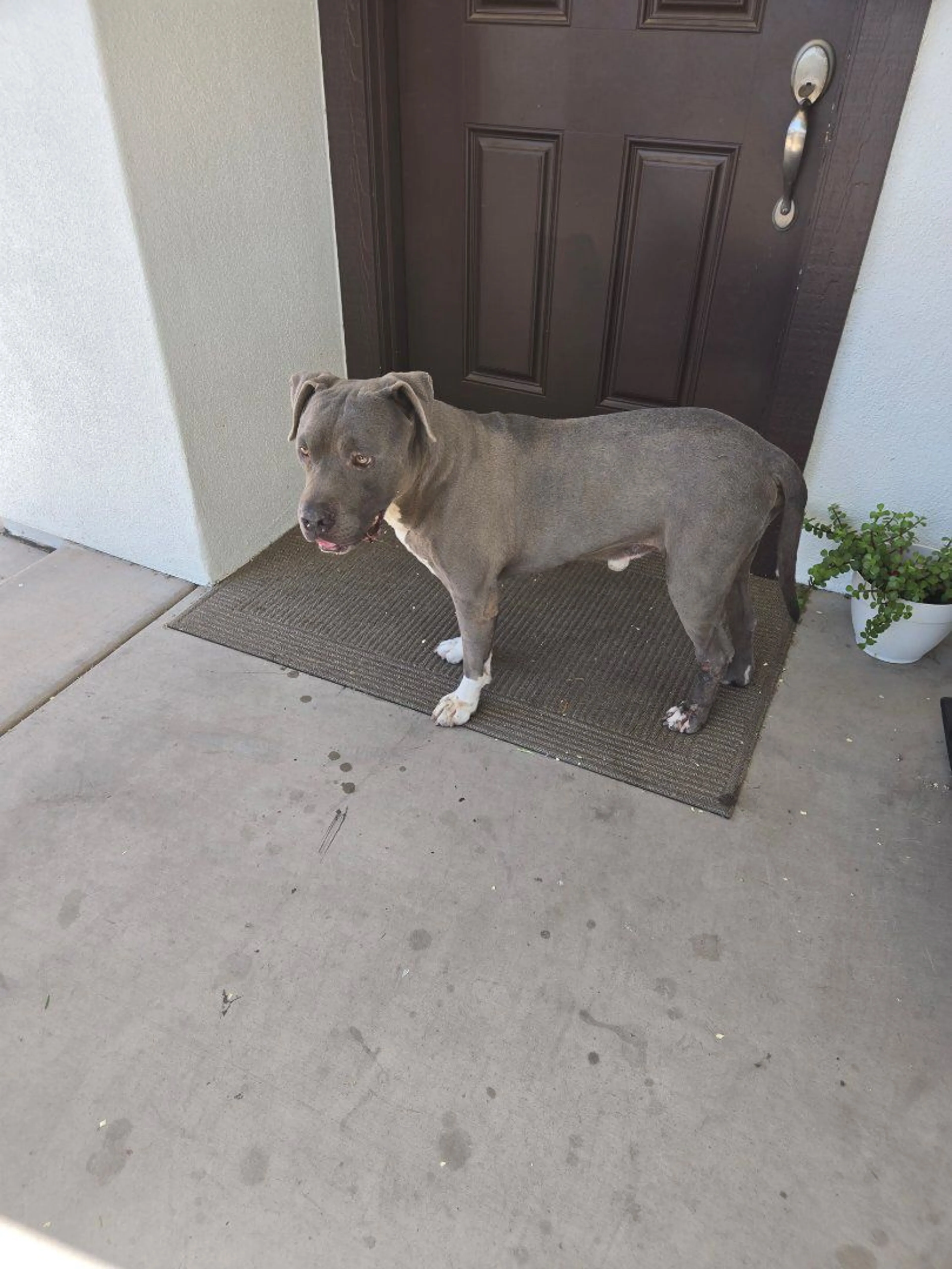 Lost pet