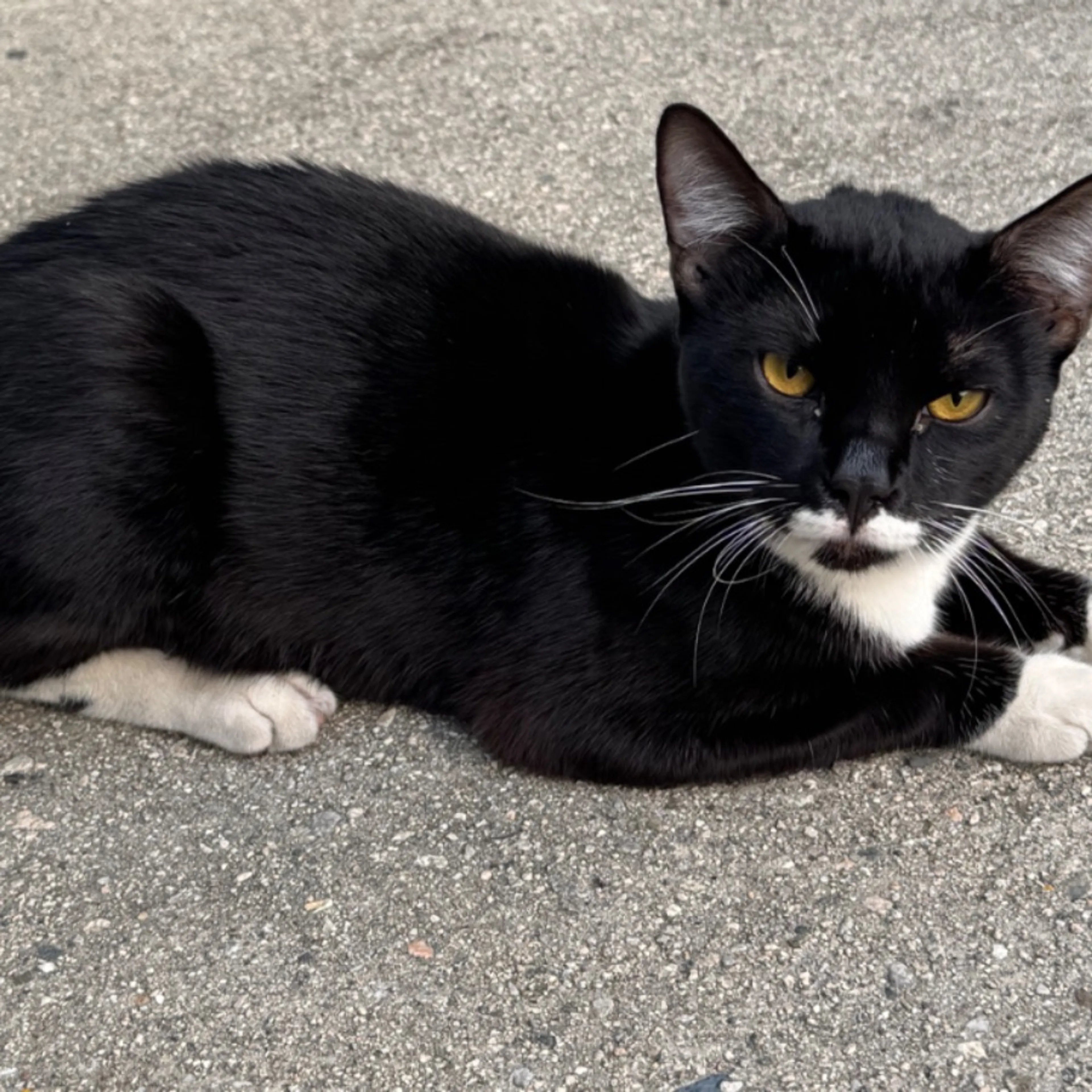Found pet