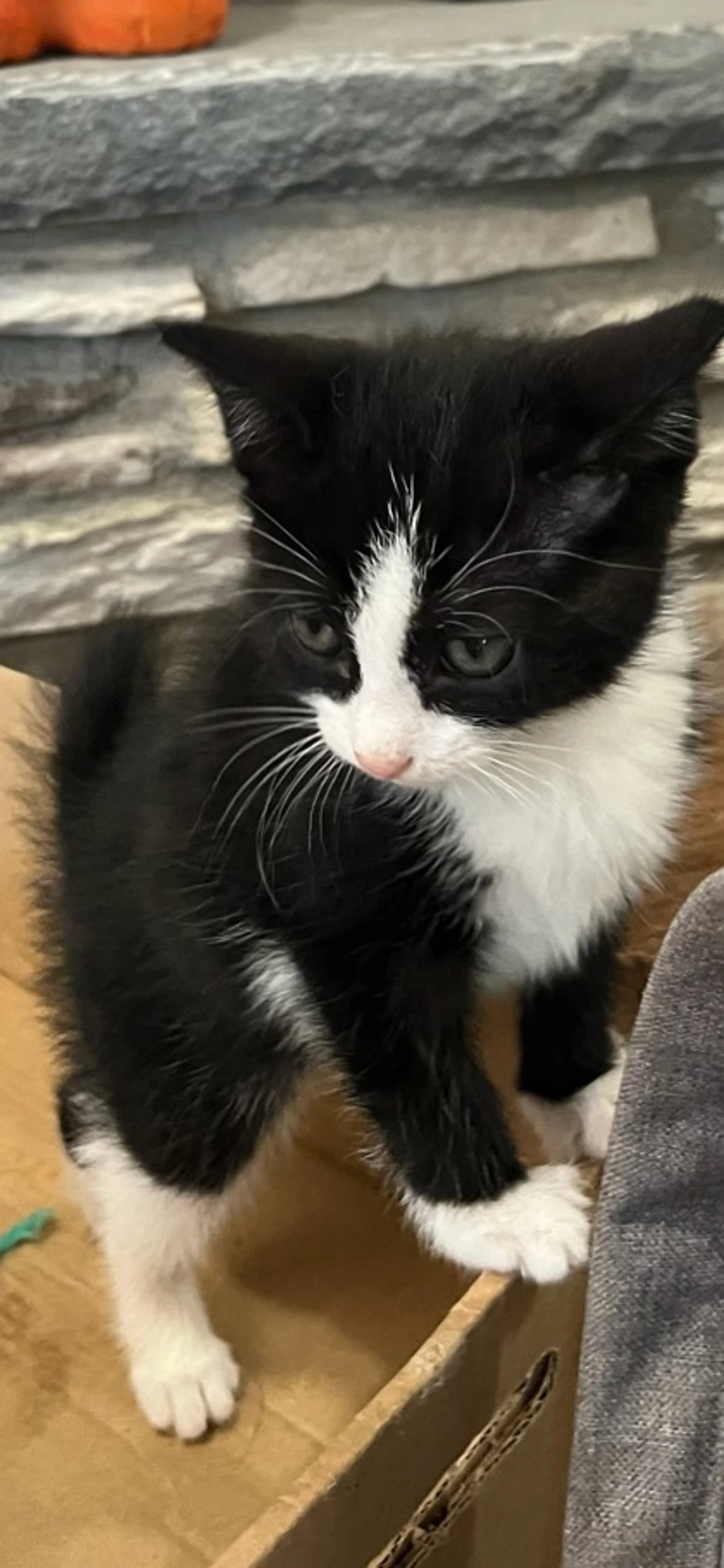 Found pet-1