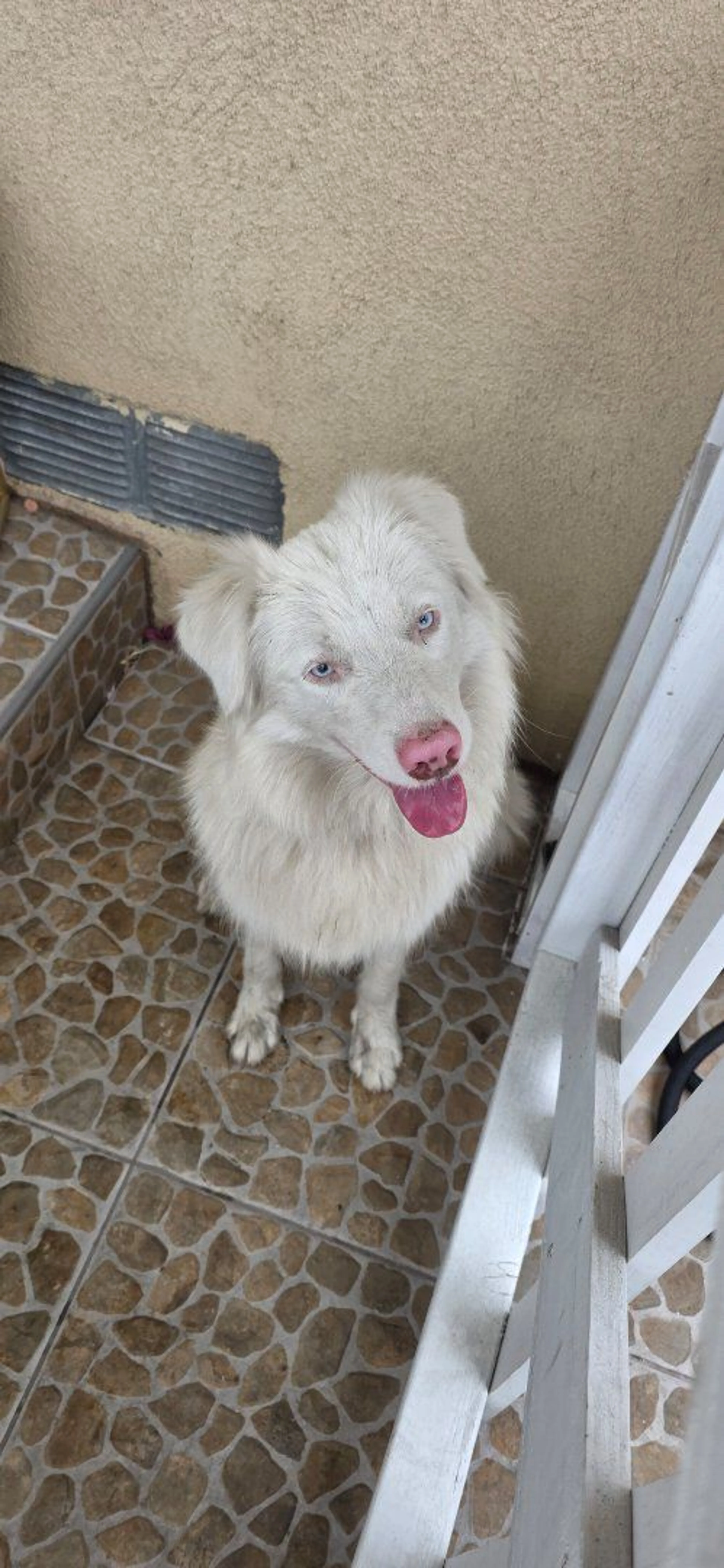 Lost pet