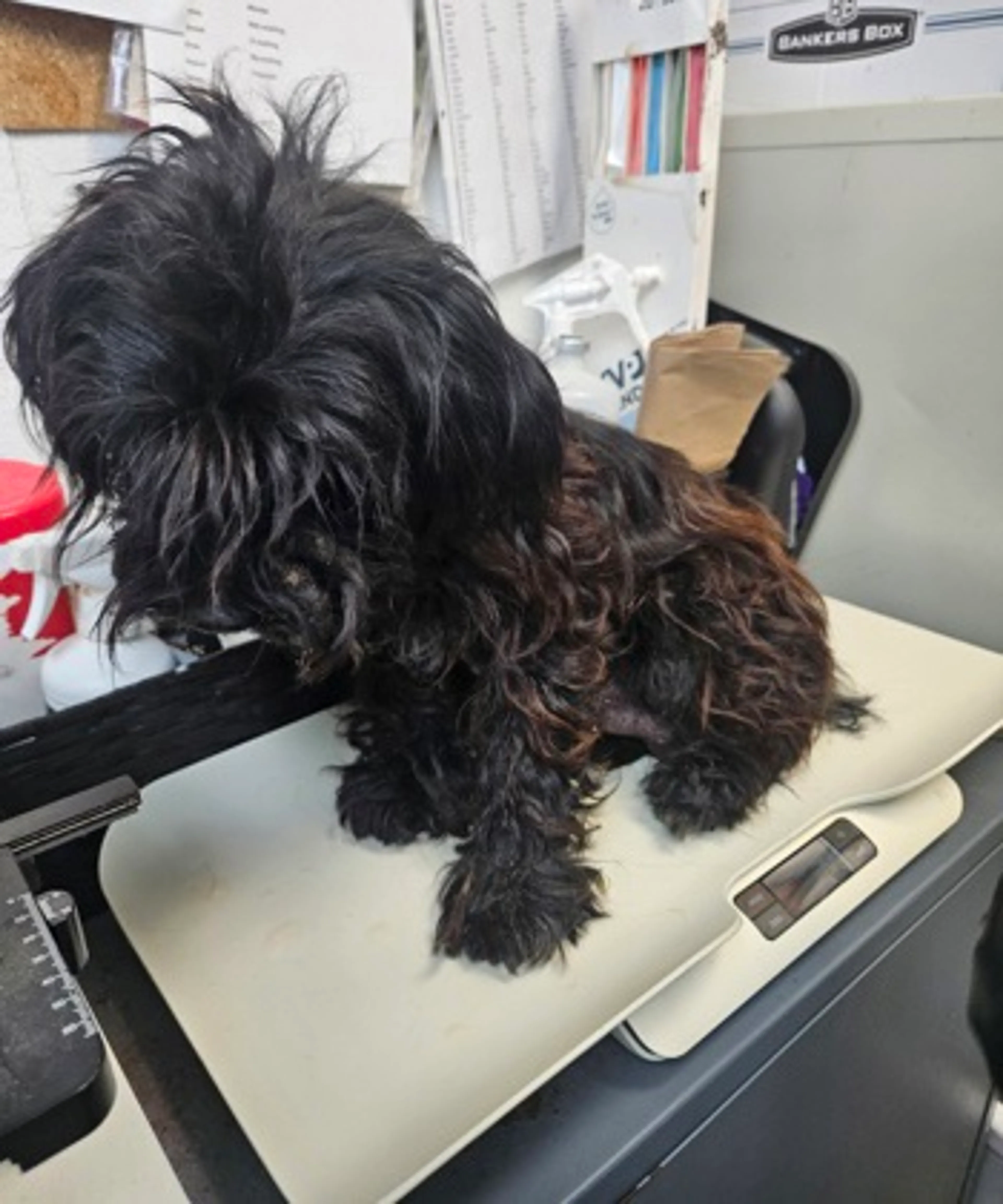 Found pet