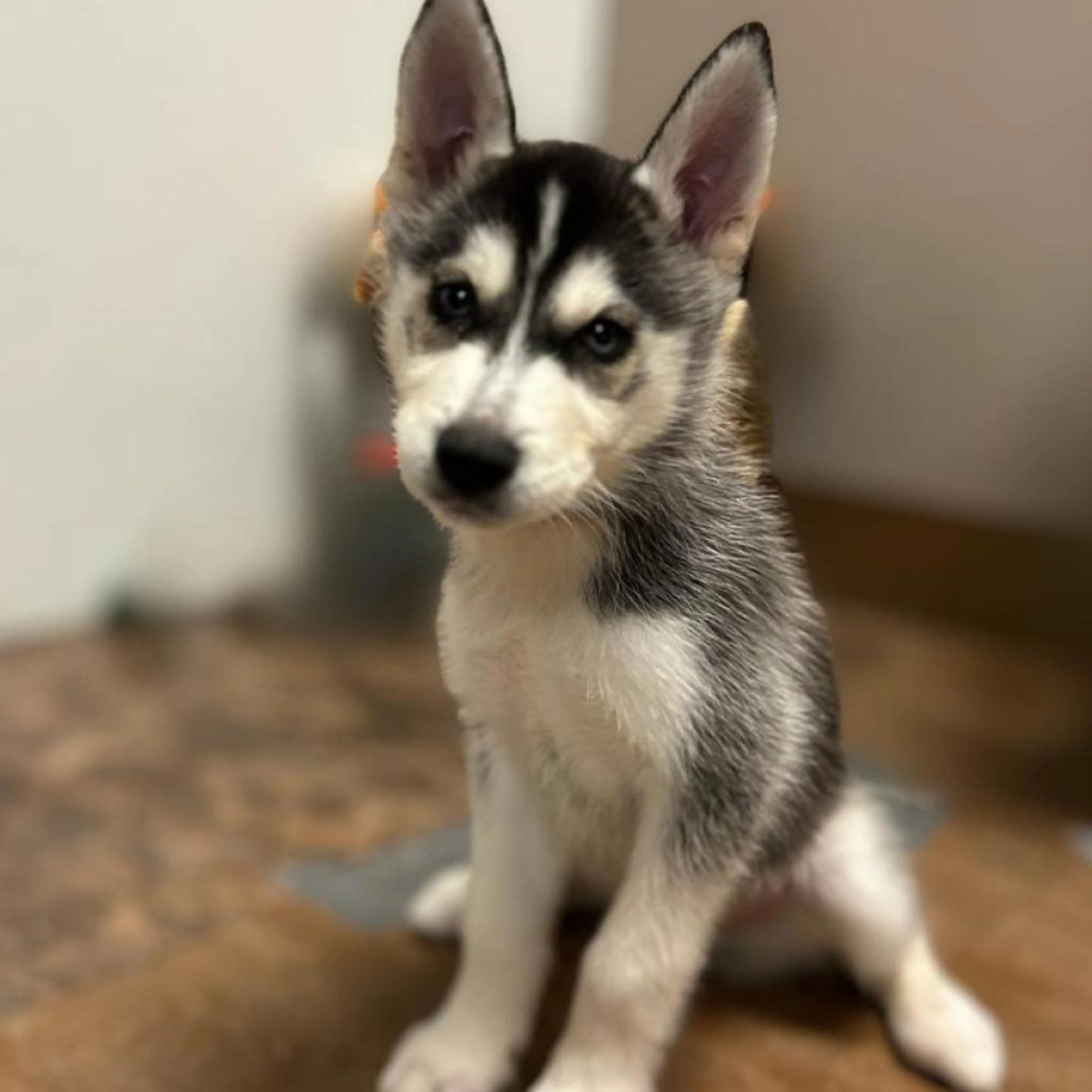 Found pet-1