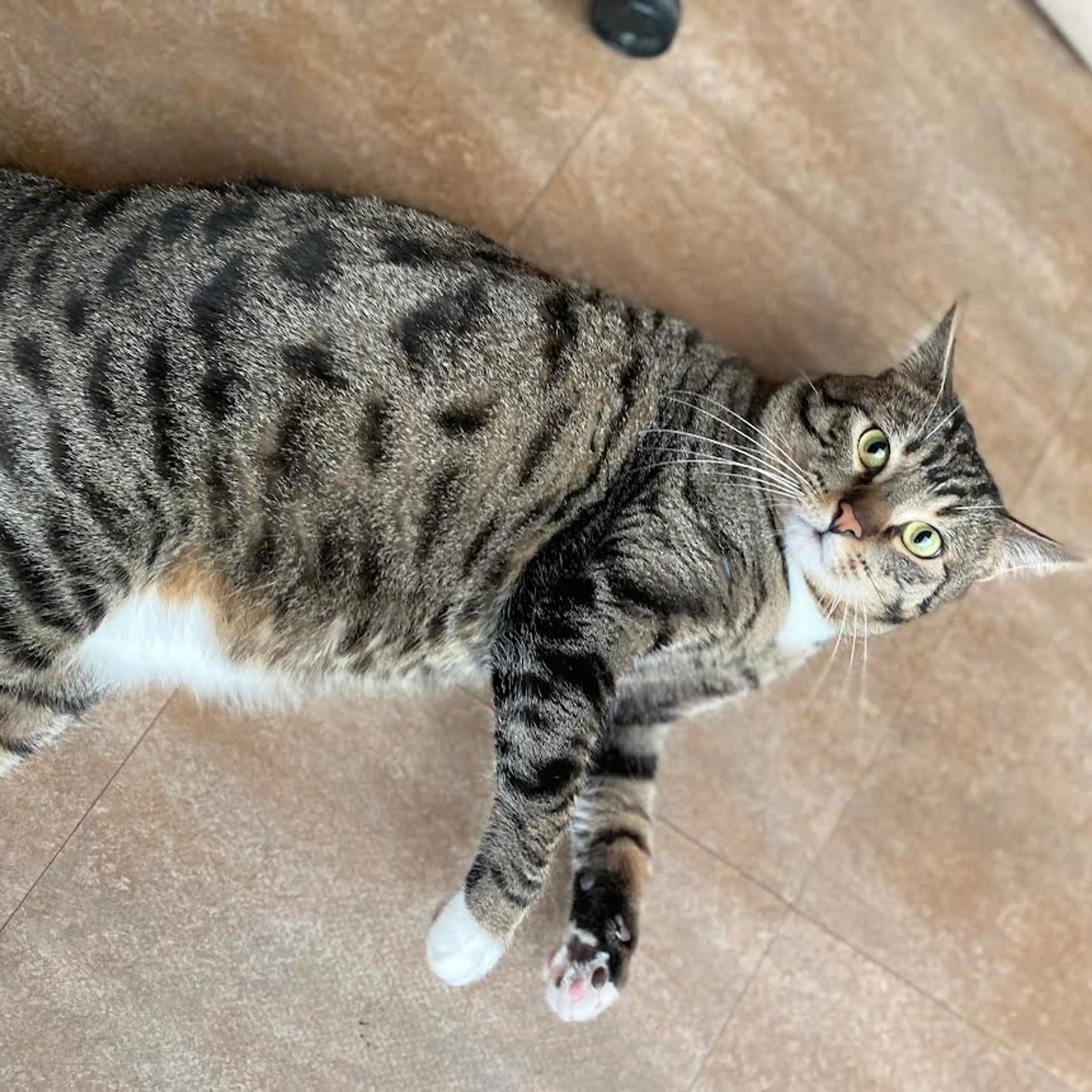 Found pet-0