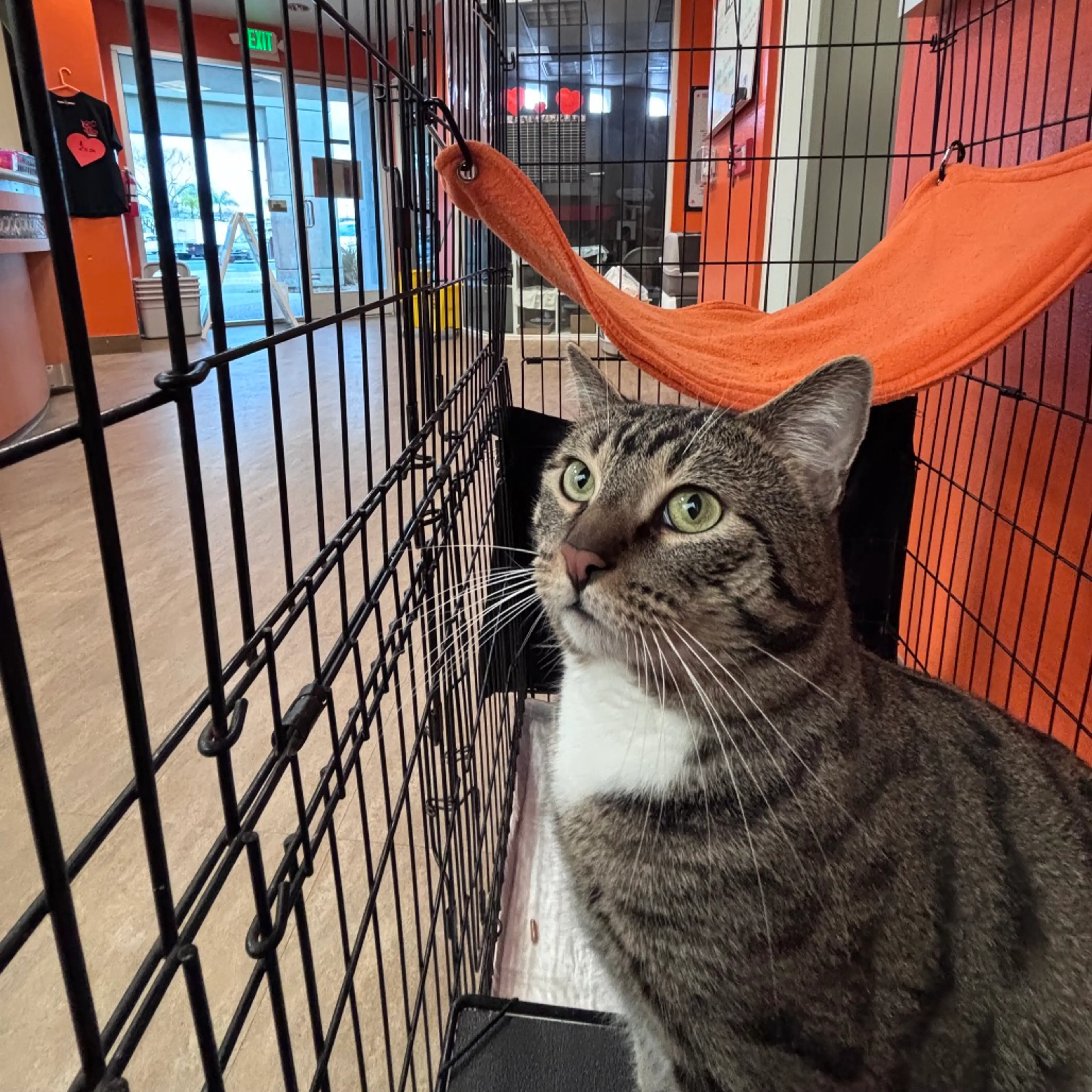 Found pet-1