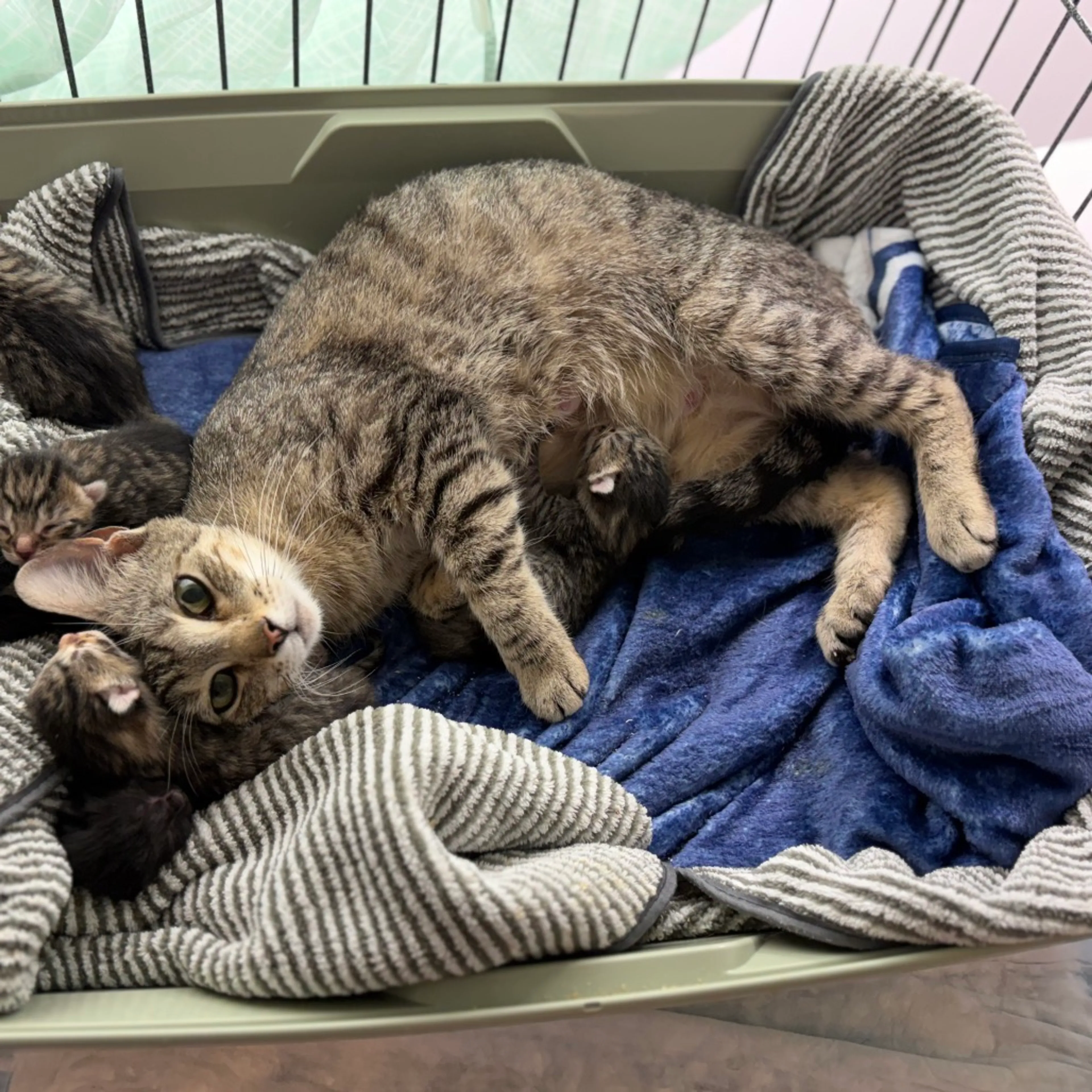 Found pet-2