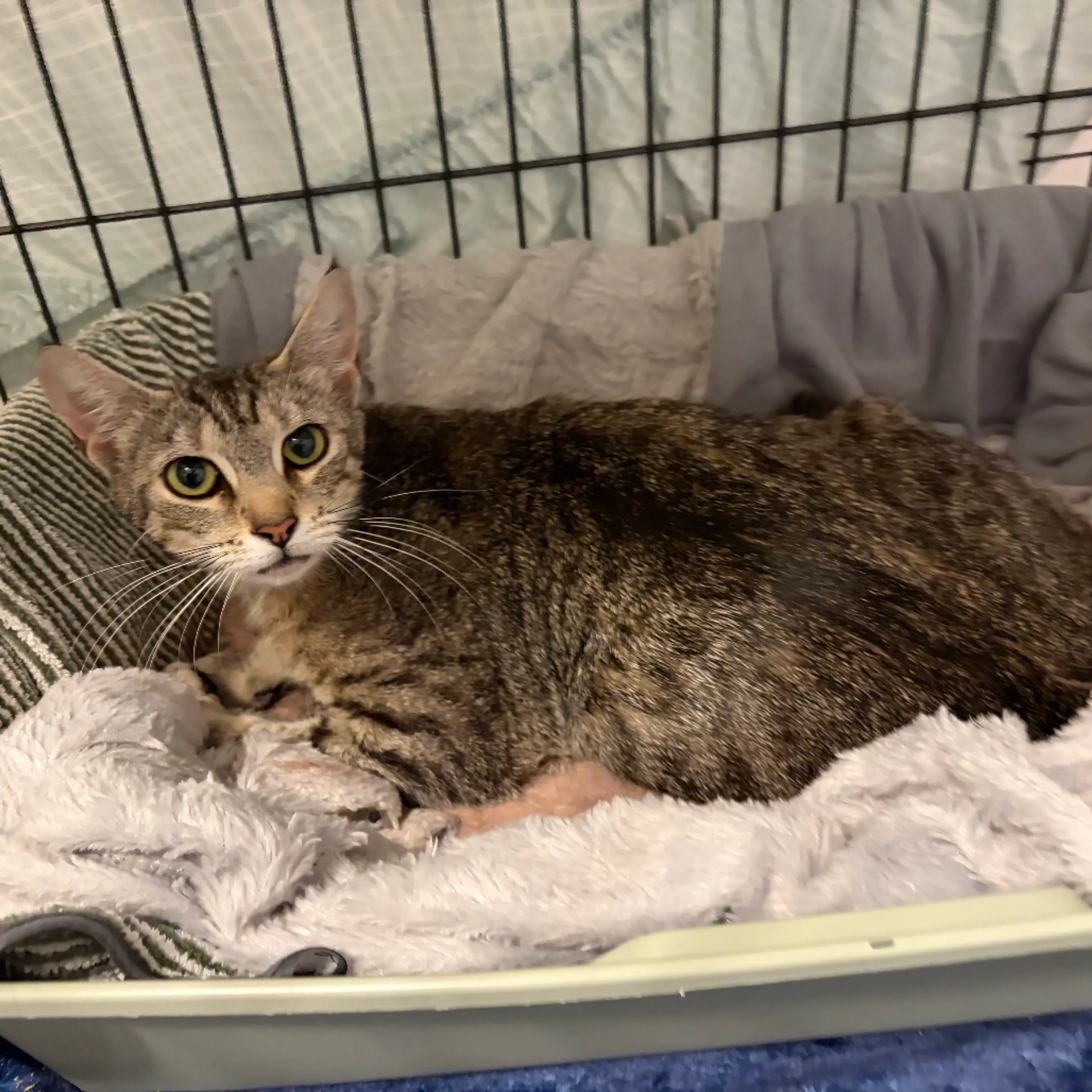 Found pet-1