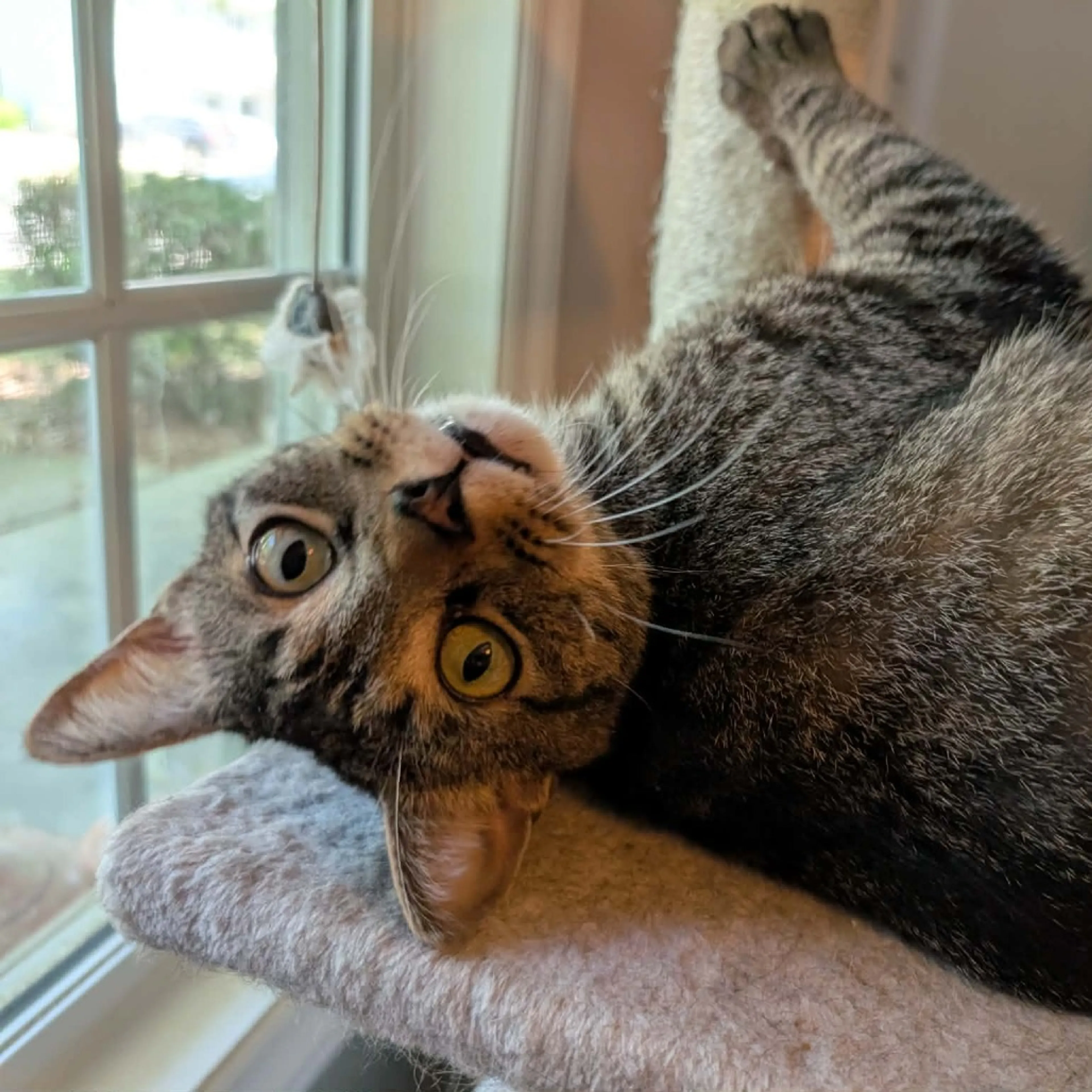 cdn image