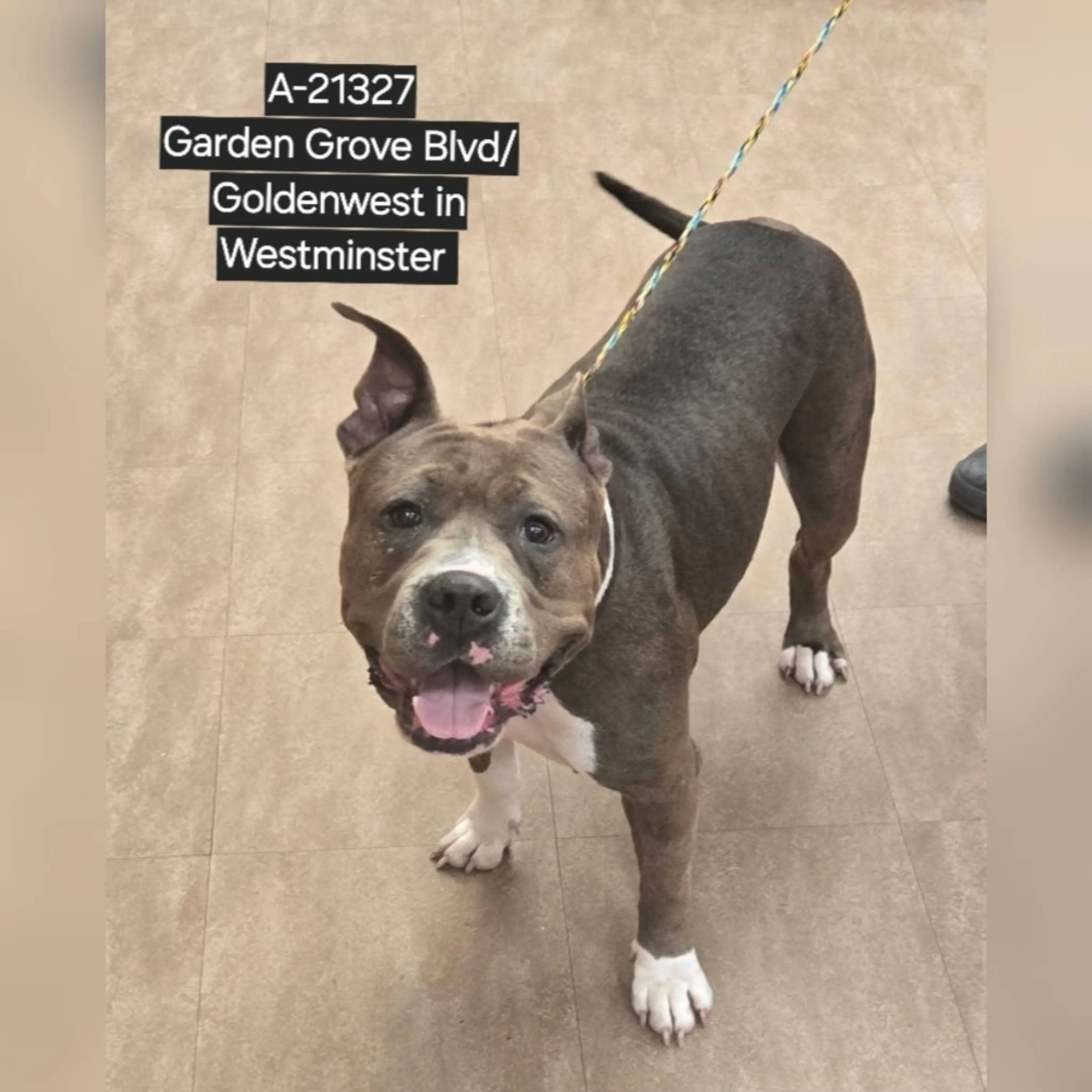 Found pet-1