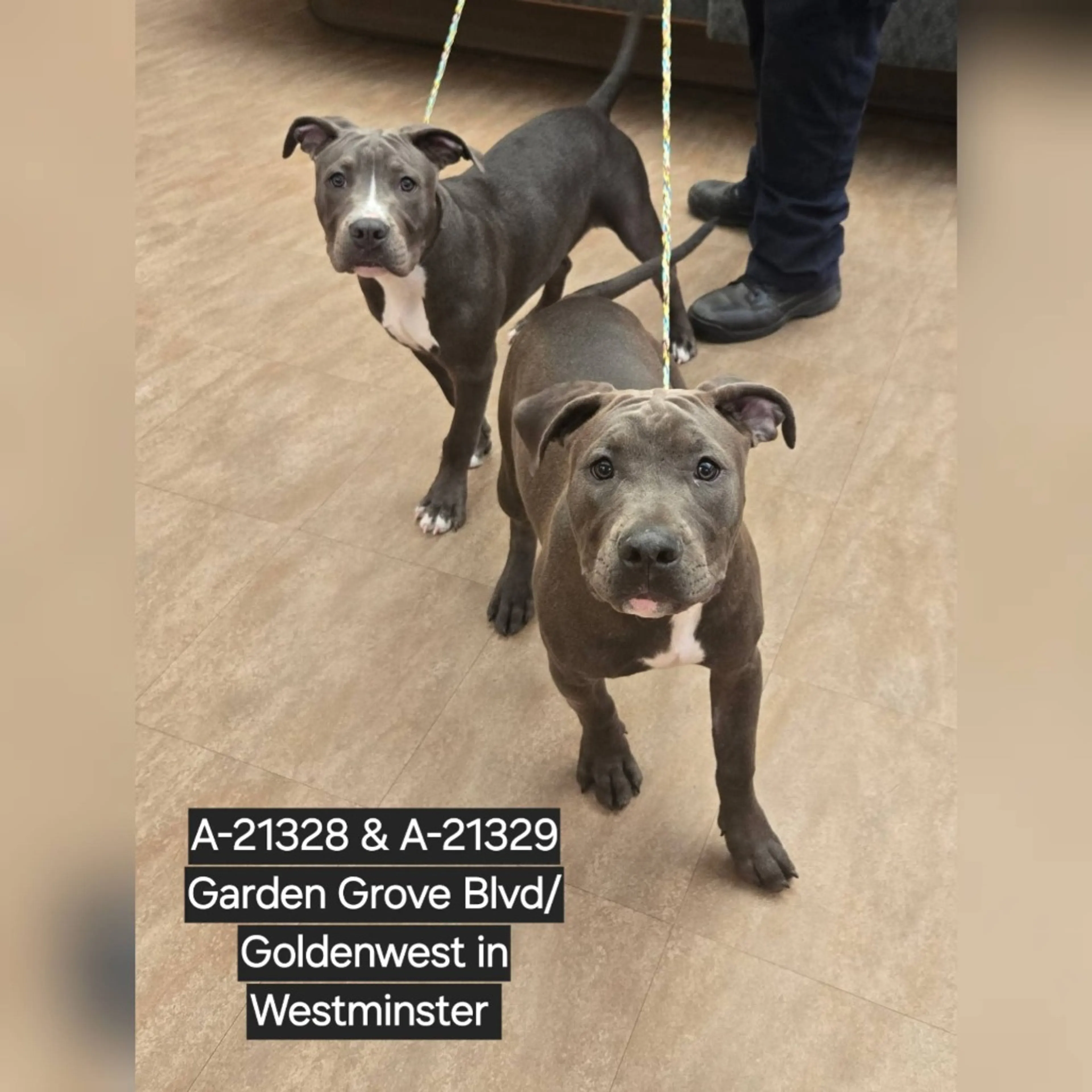 Found pet-1