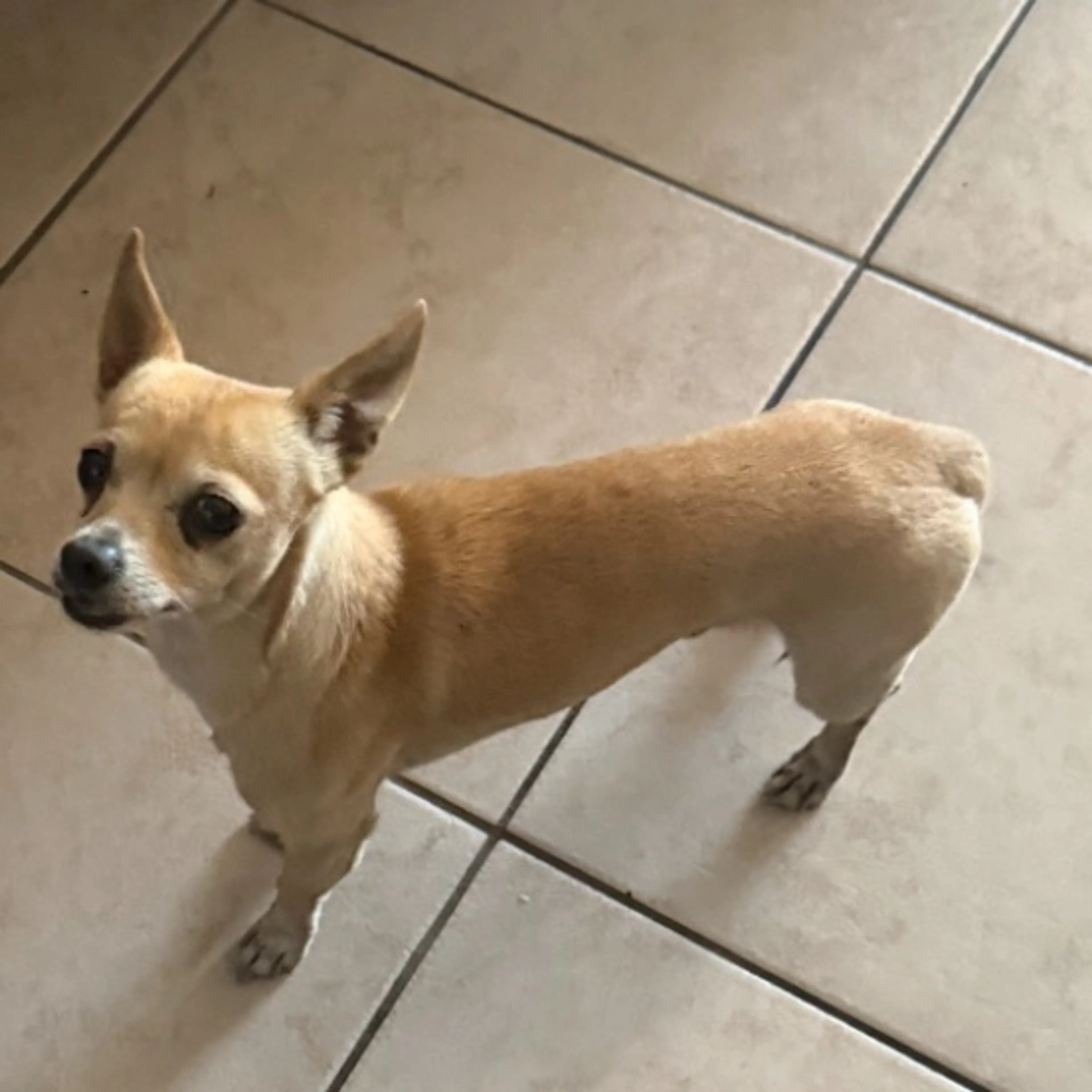 Found pet