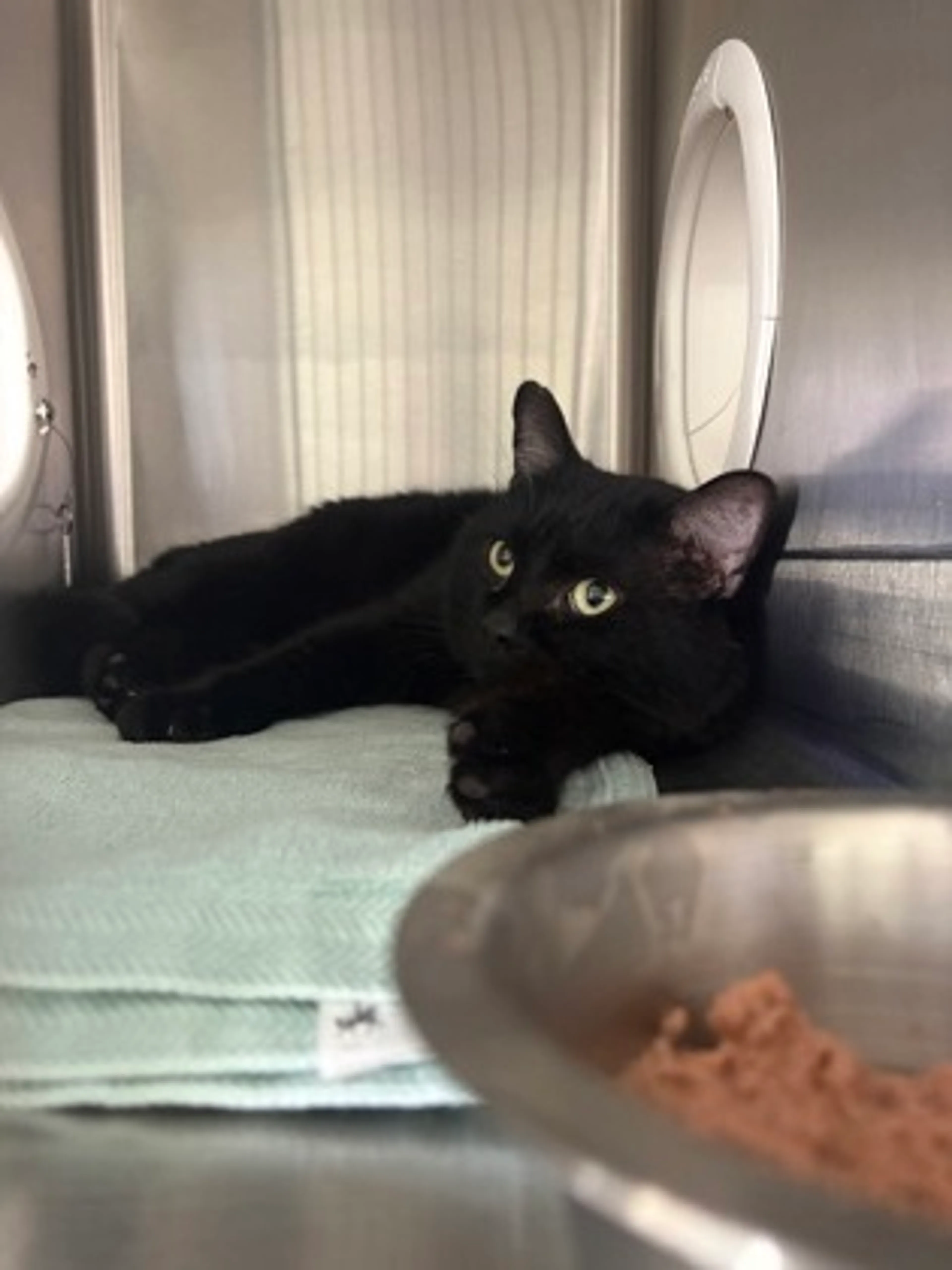 Found pet