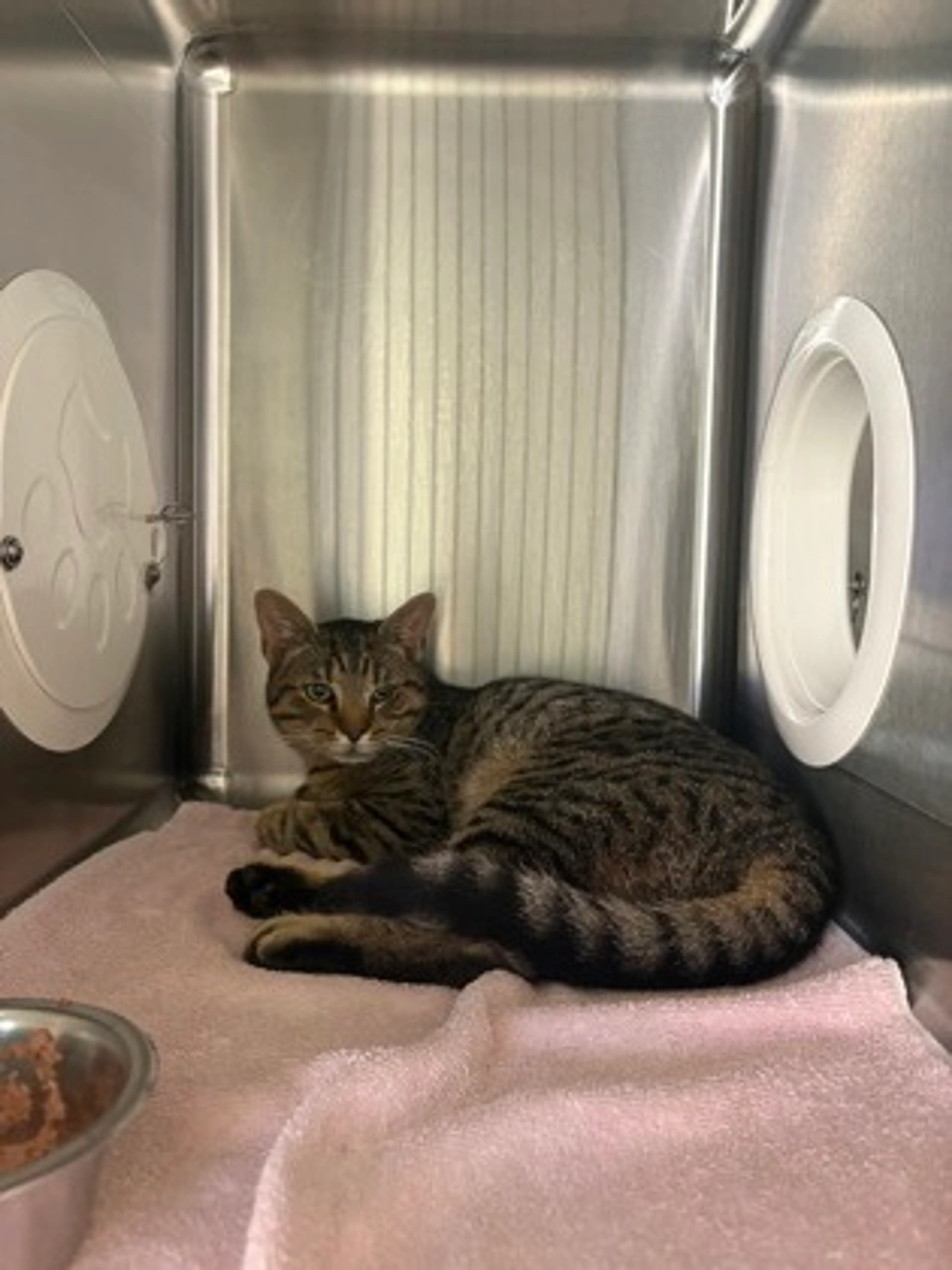 Found pet