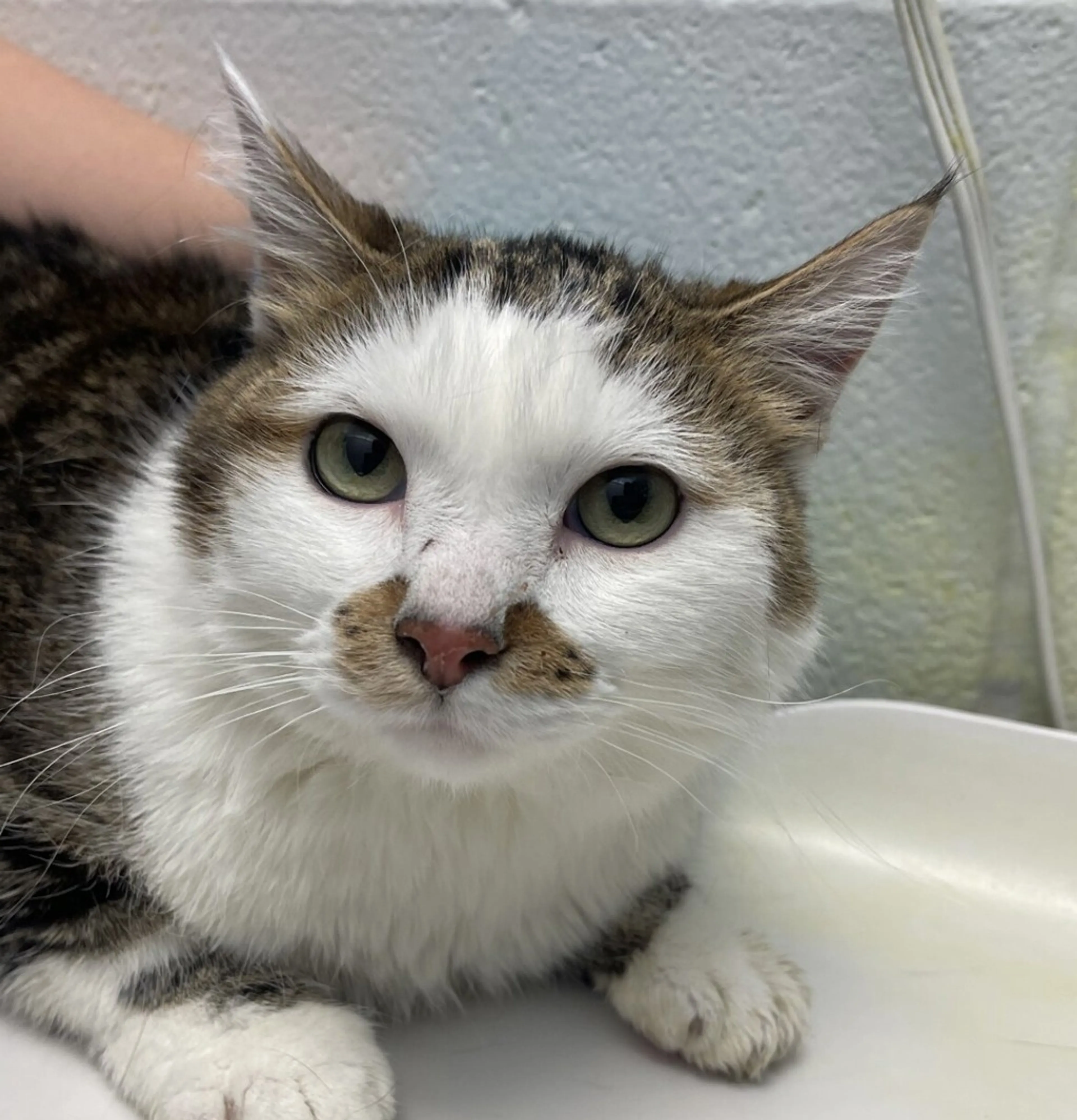 Found pet