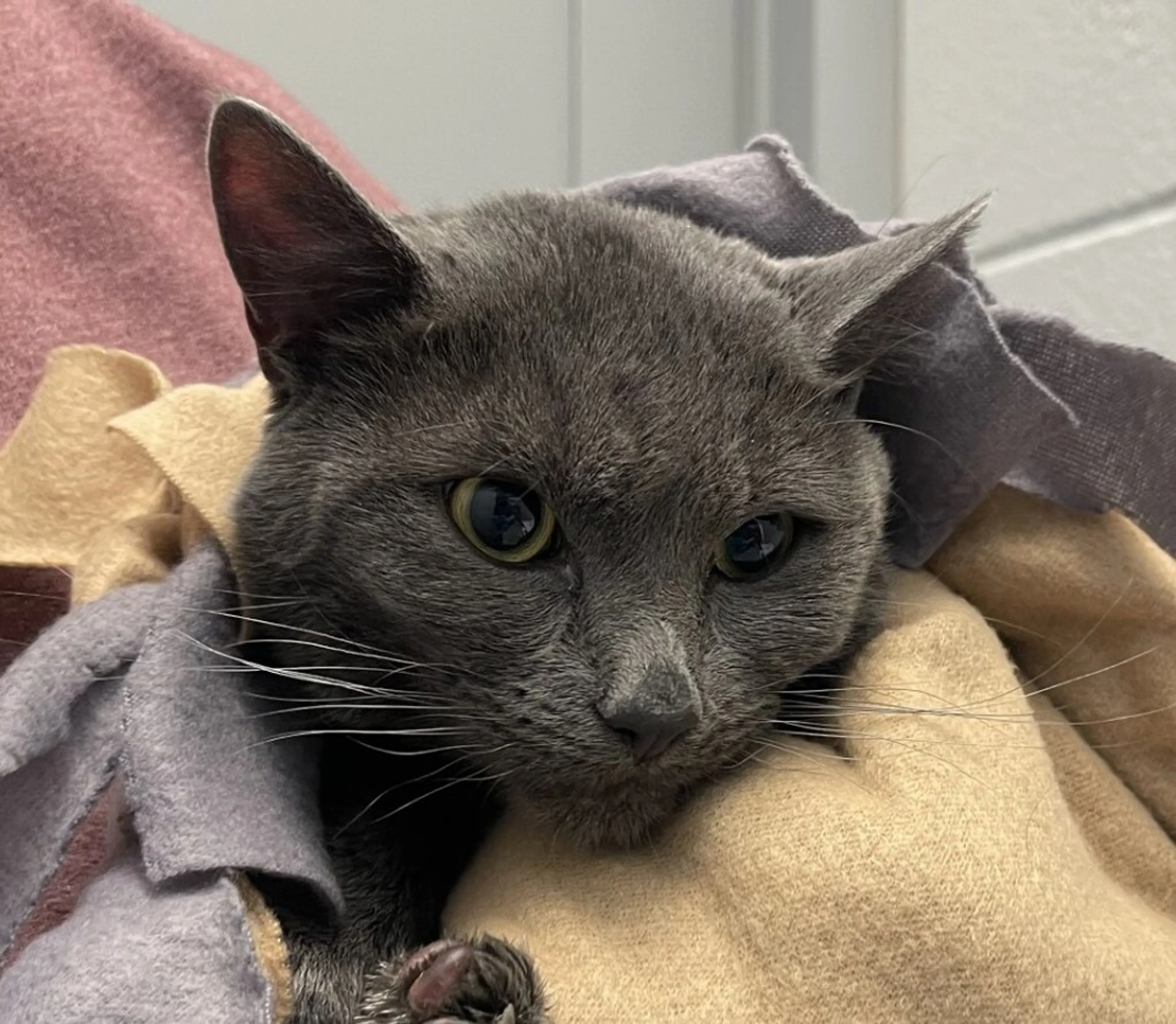 Found pet