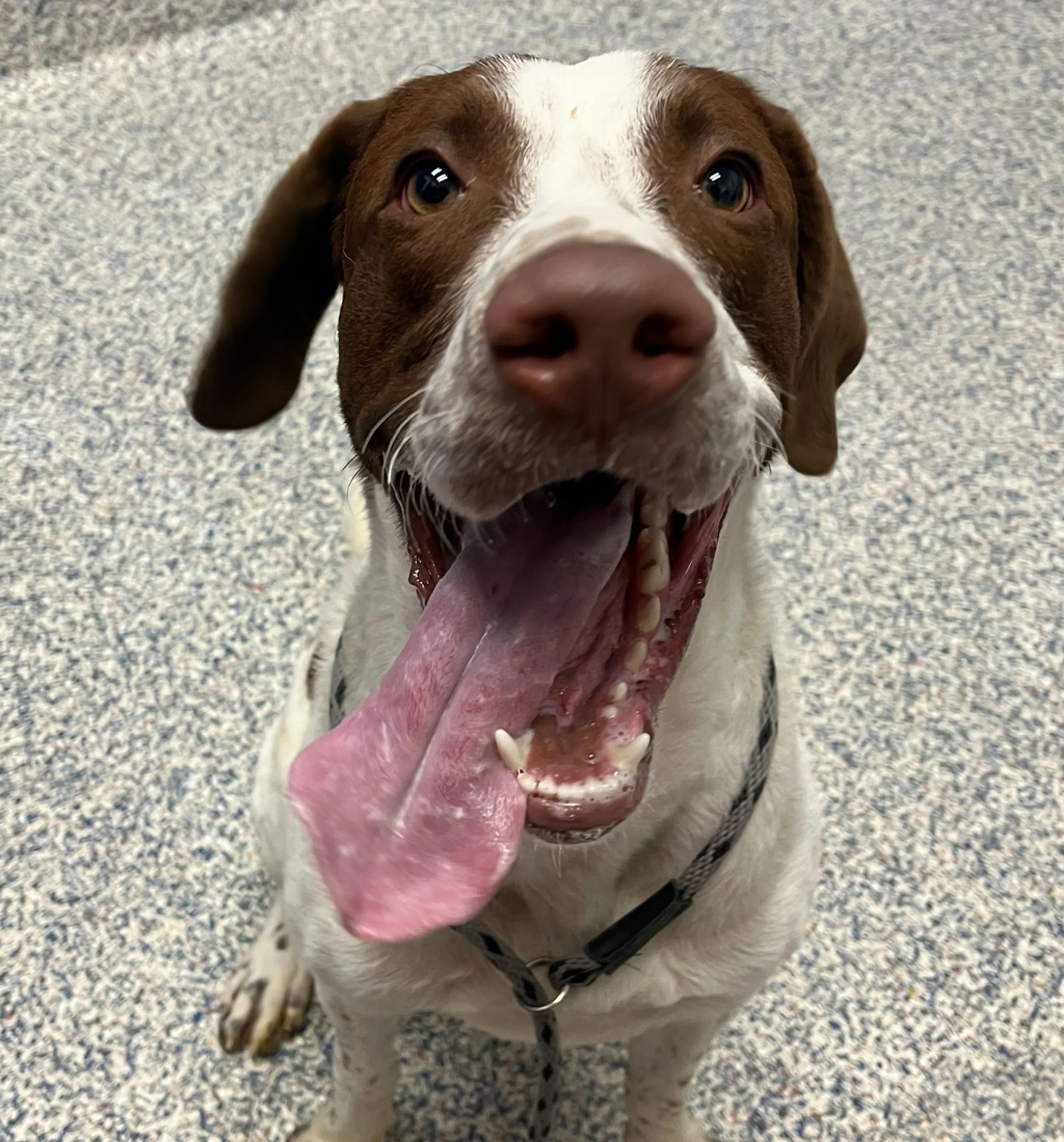 Found pet-1