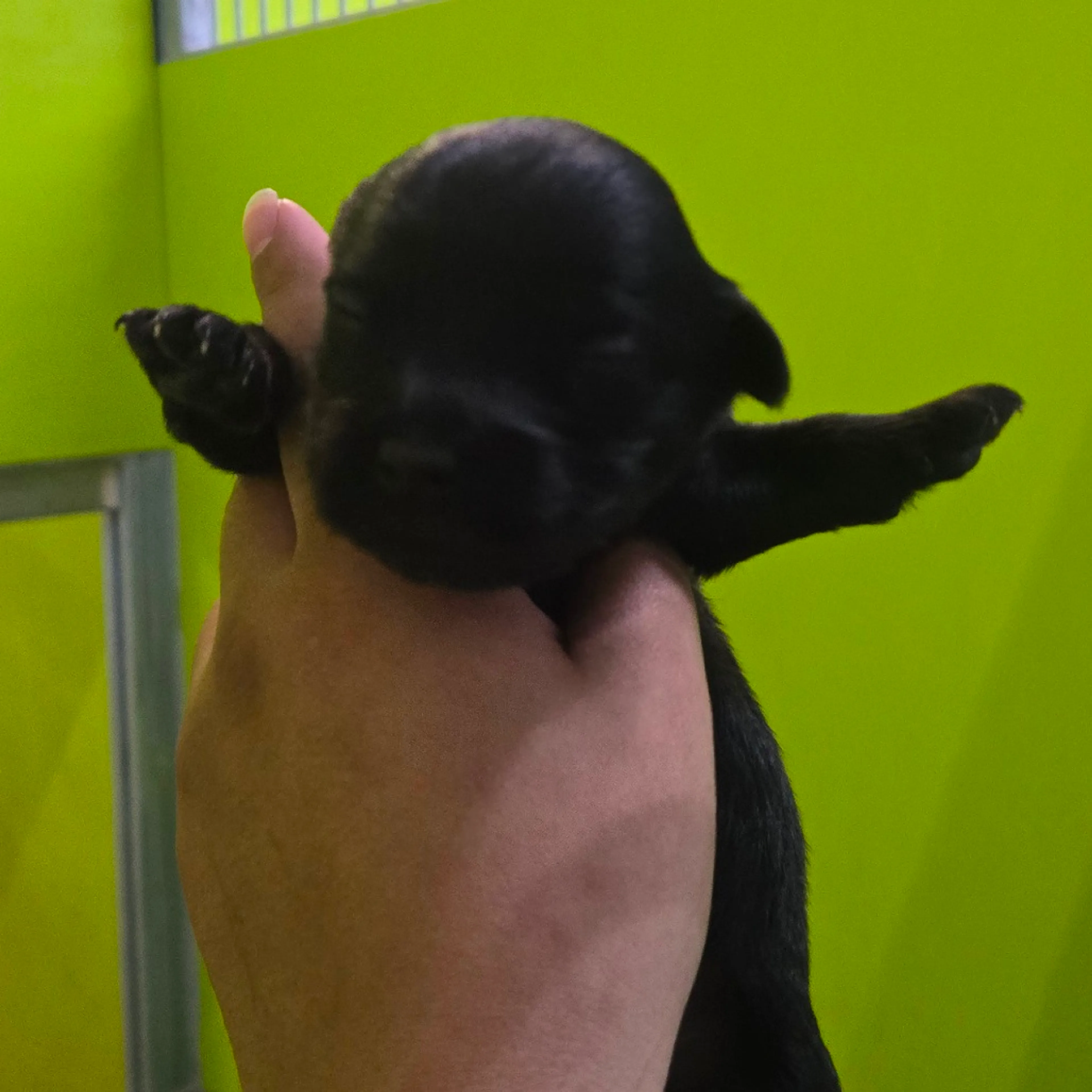 Found pet-1