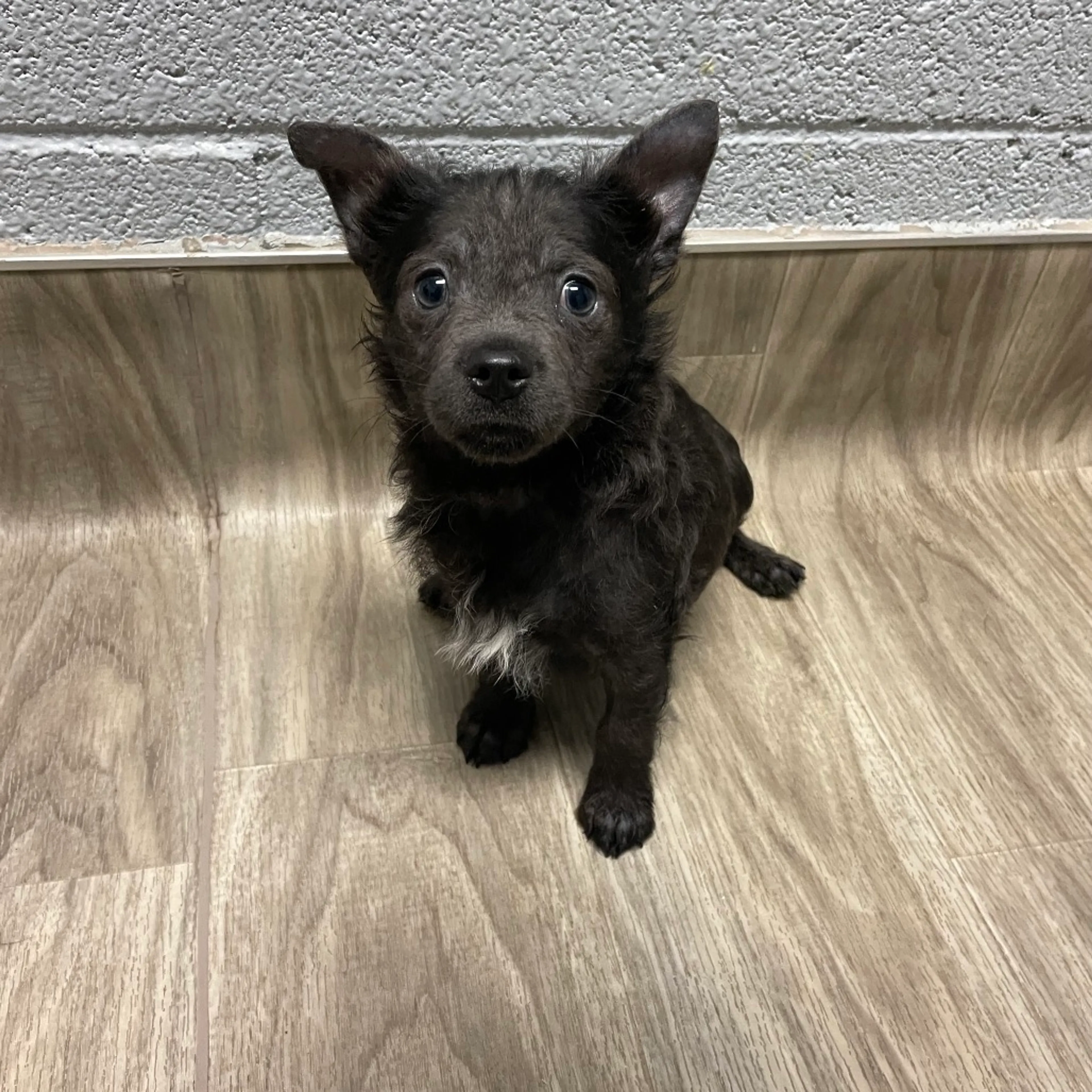 Found pet-2