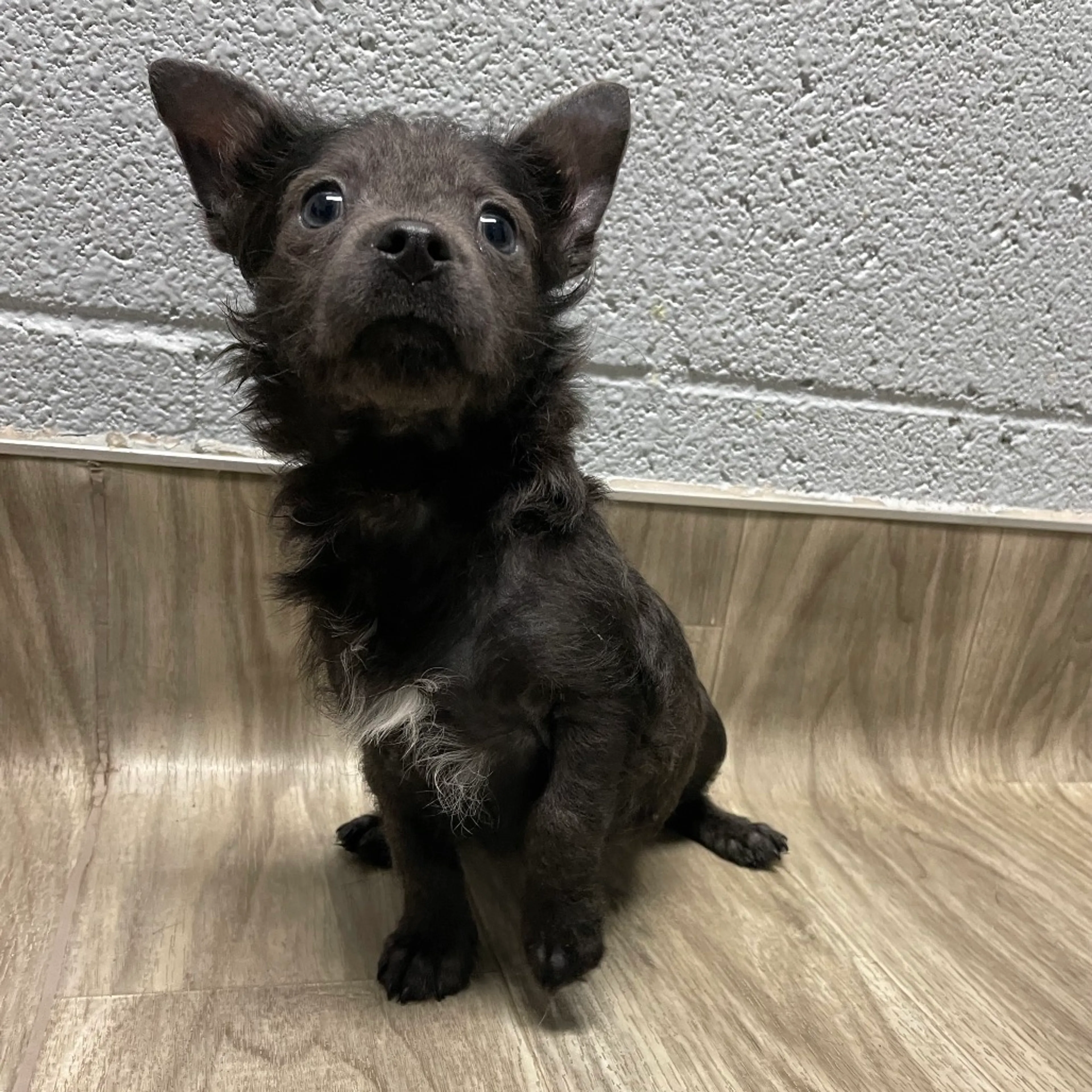 Found pet-3