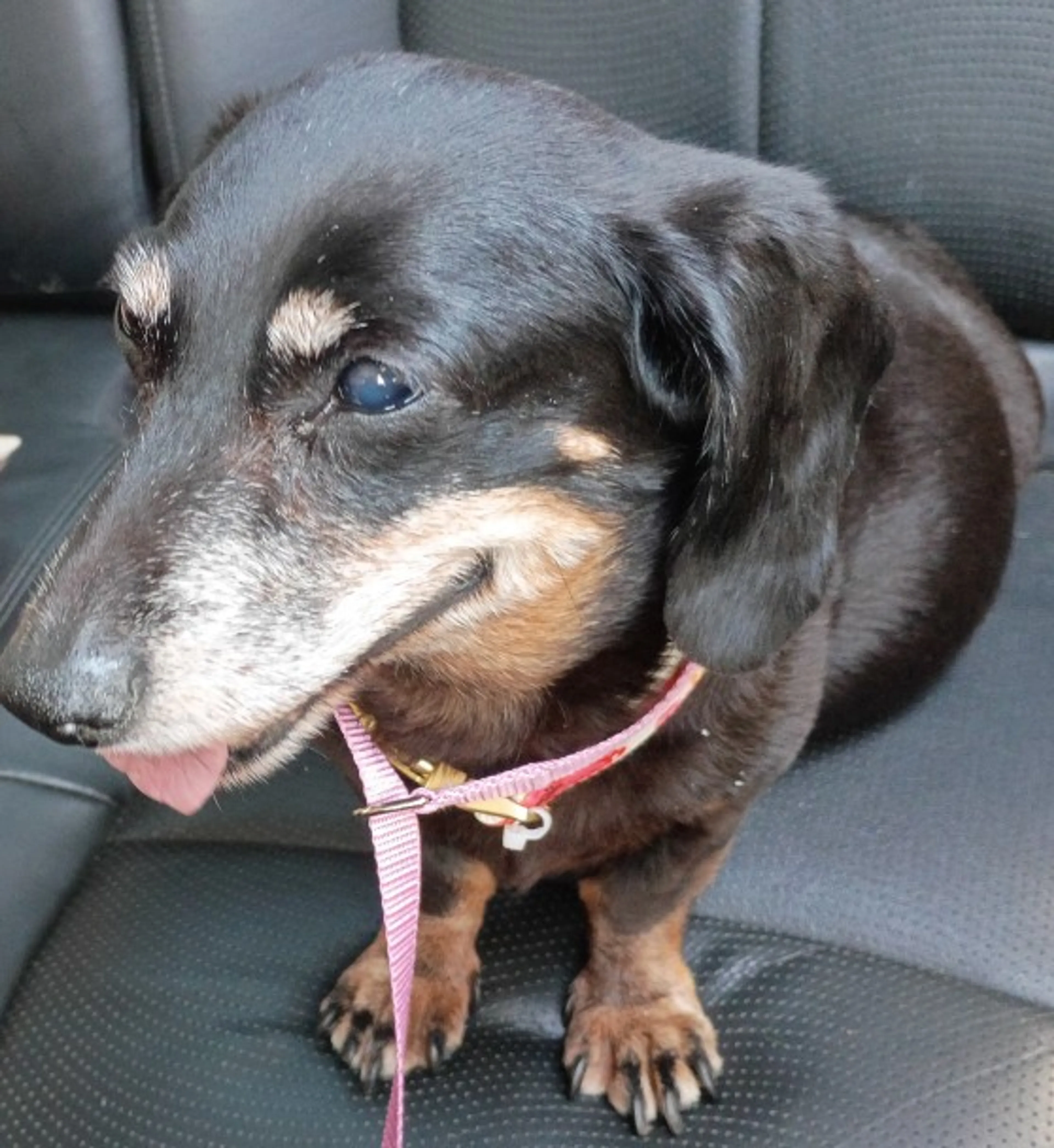 Found pet