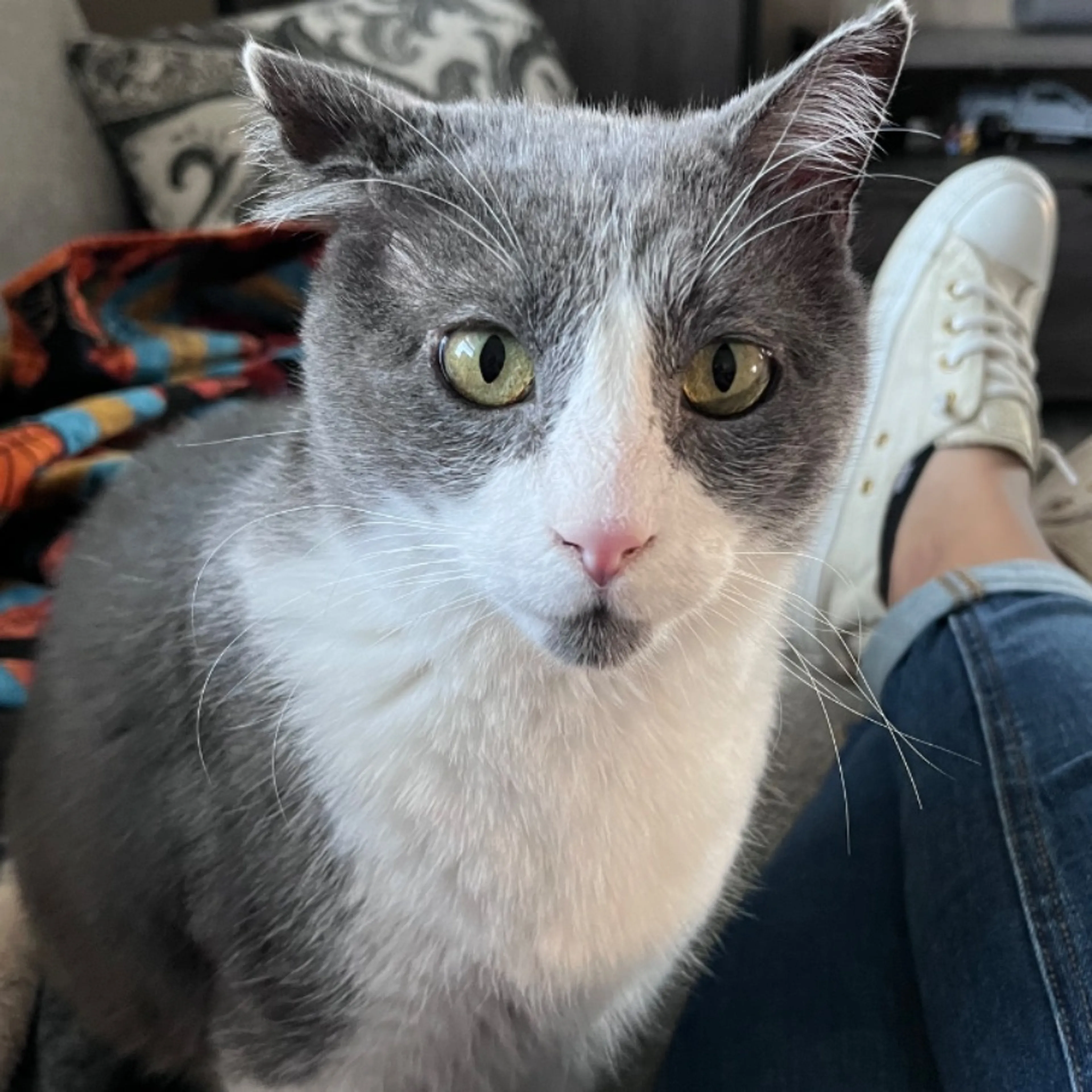 Lost pet