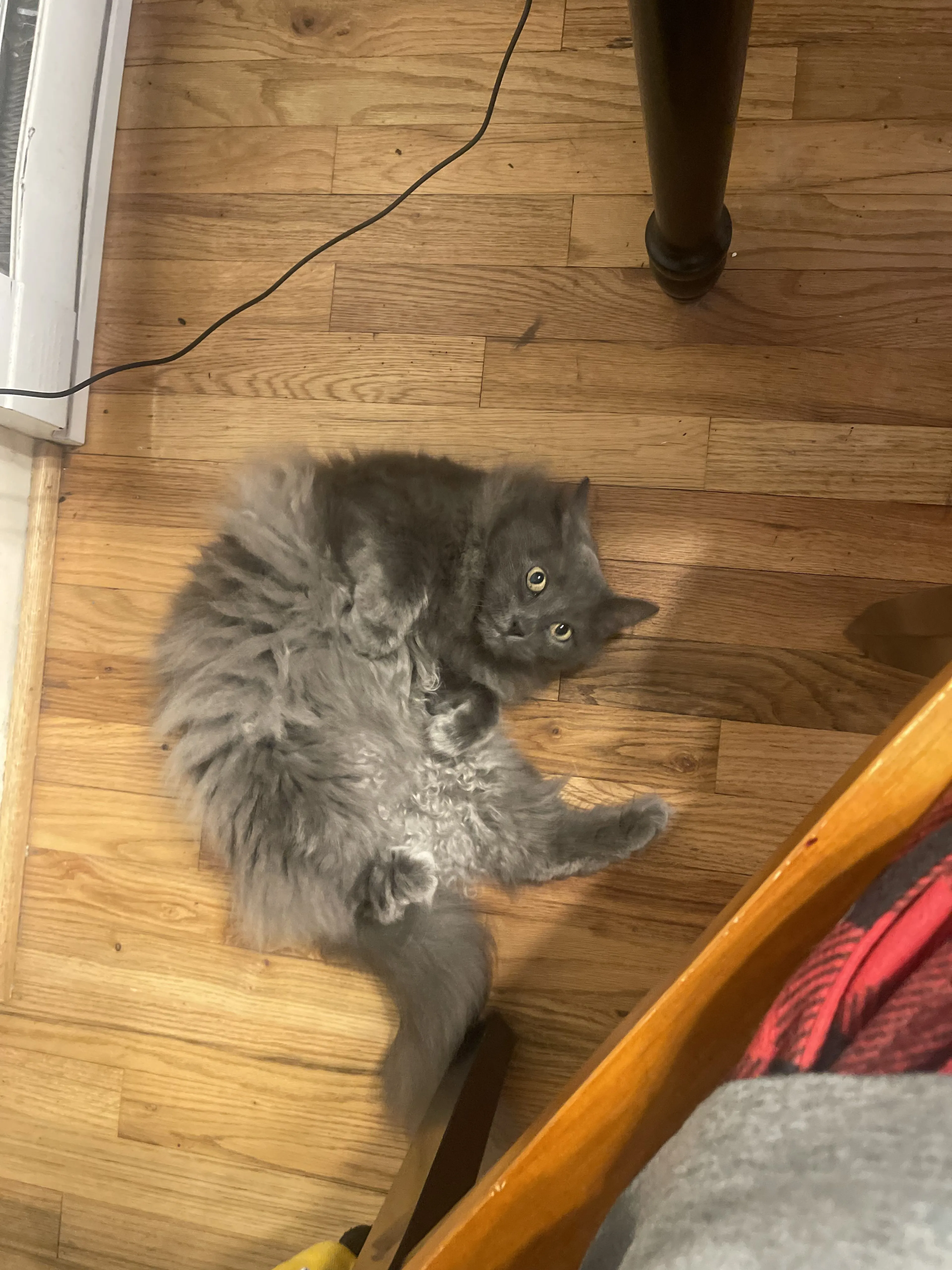 Lost pet-1