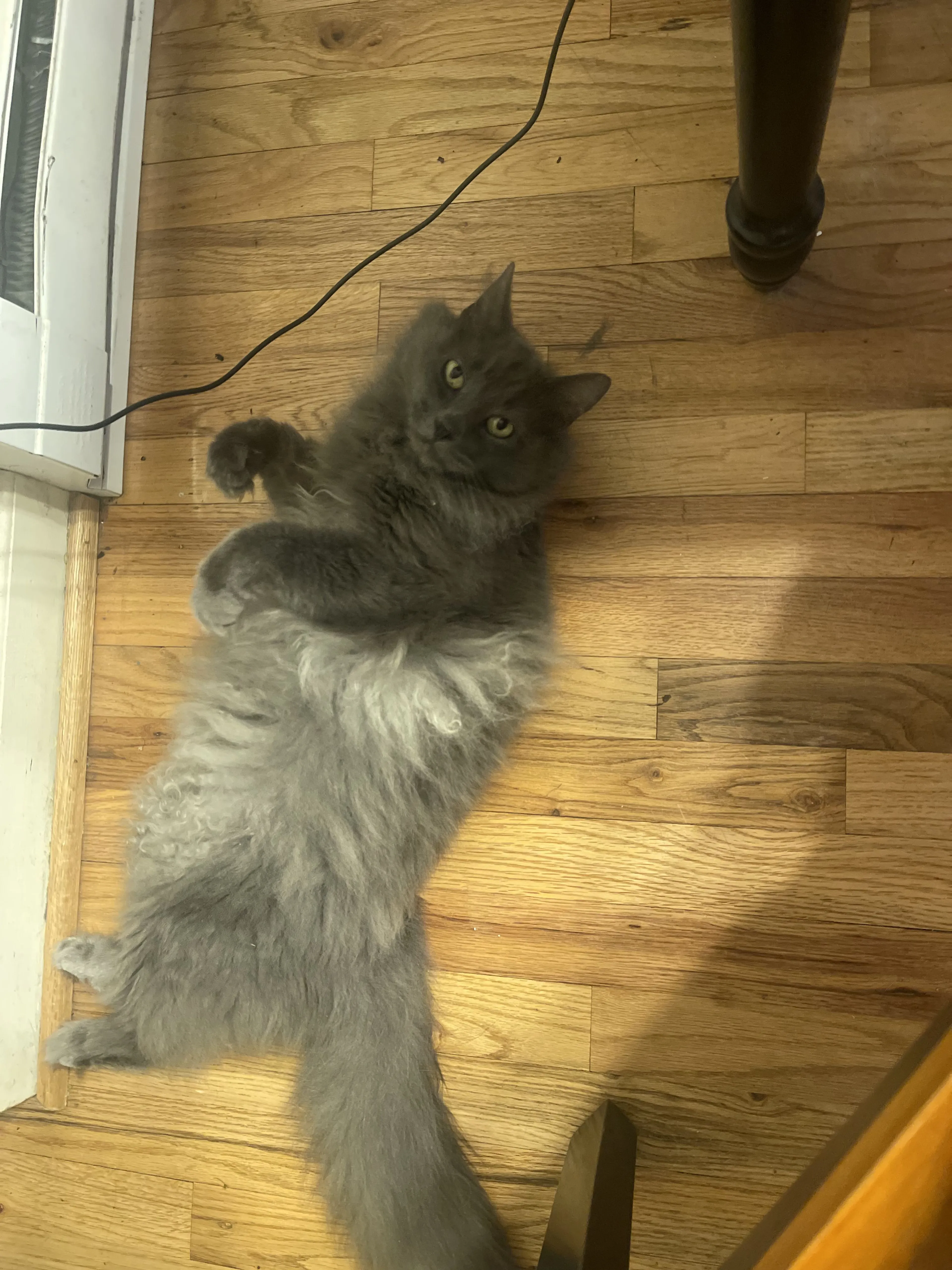 Lost pet-0