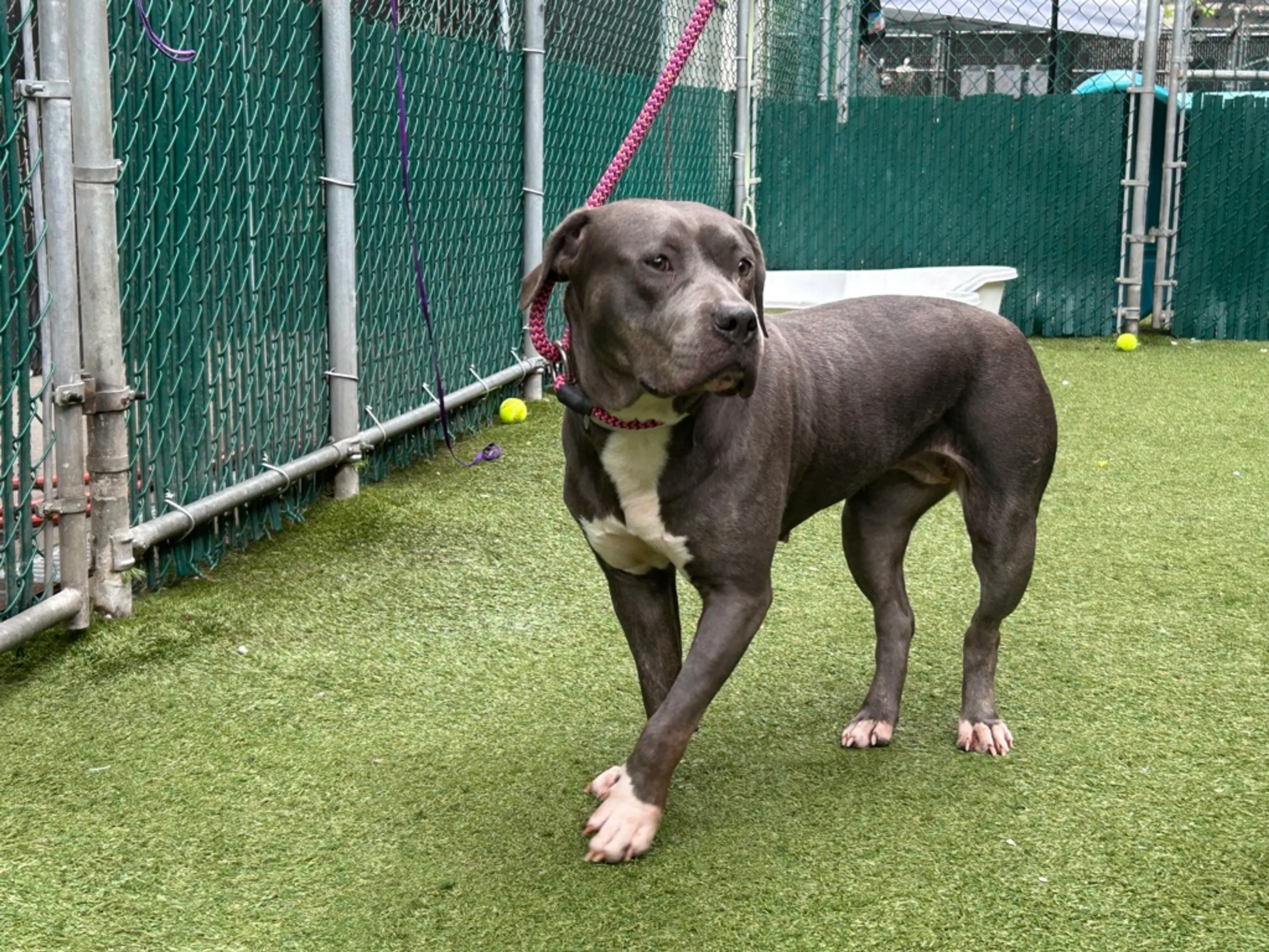 Found pet-3