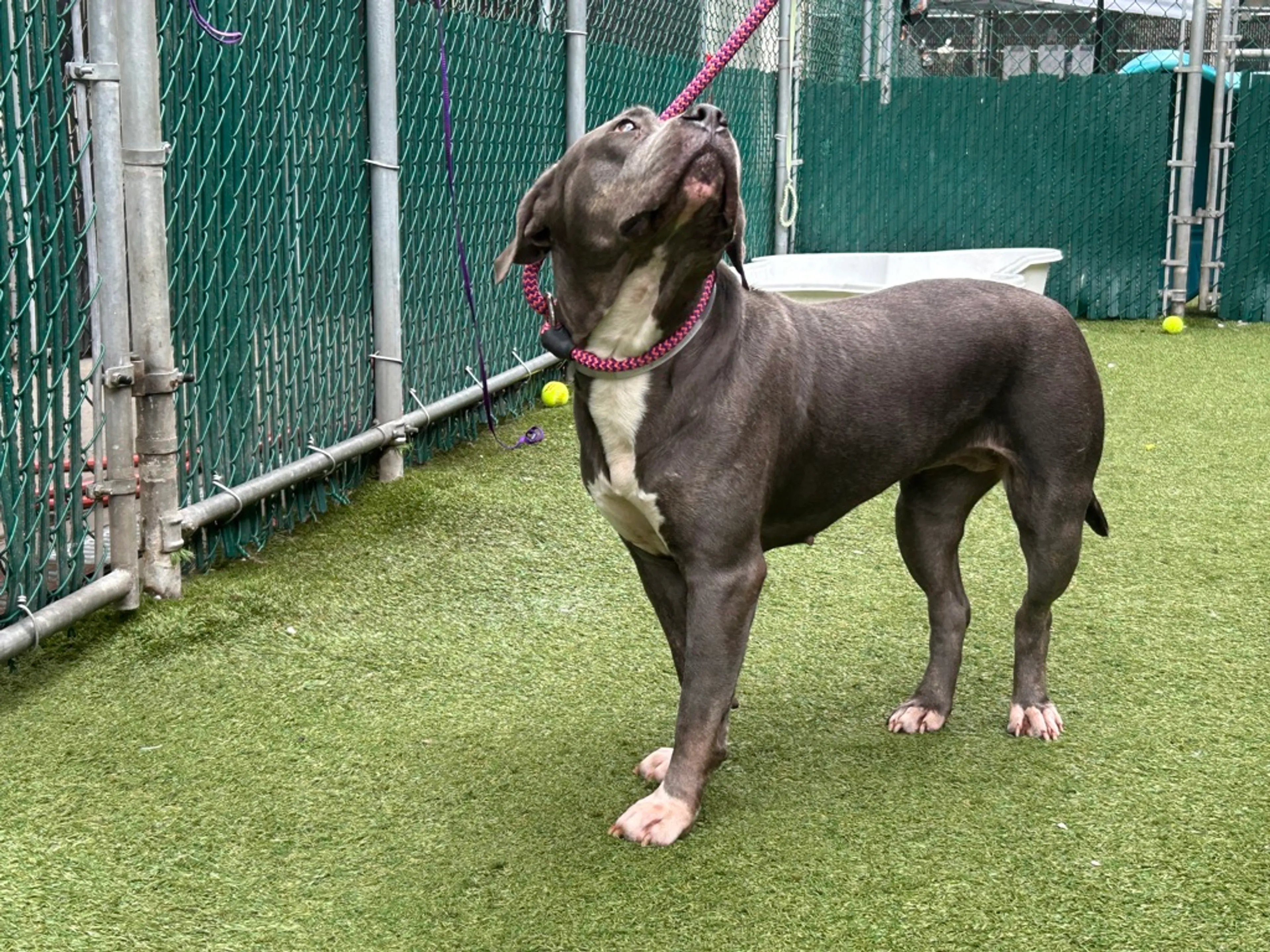 Found pet-4