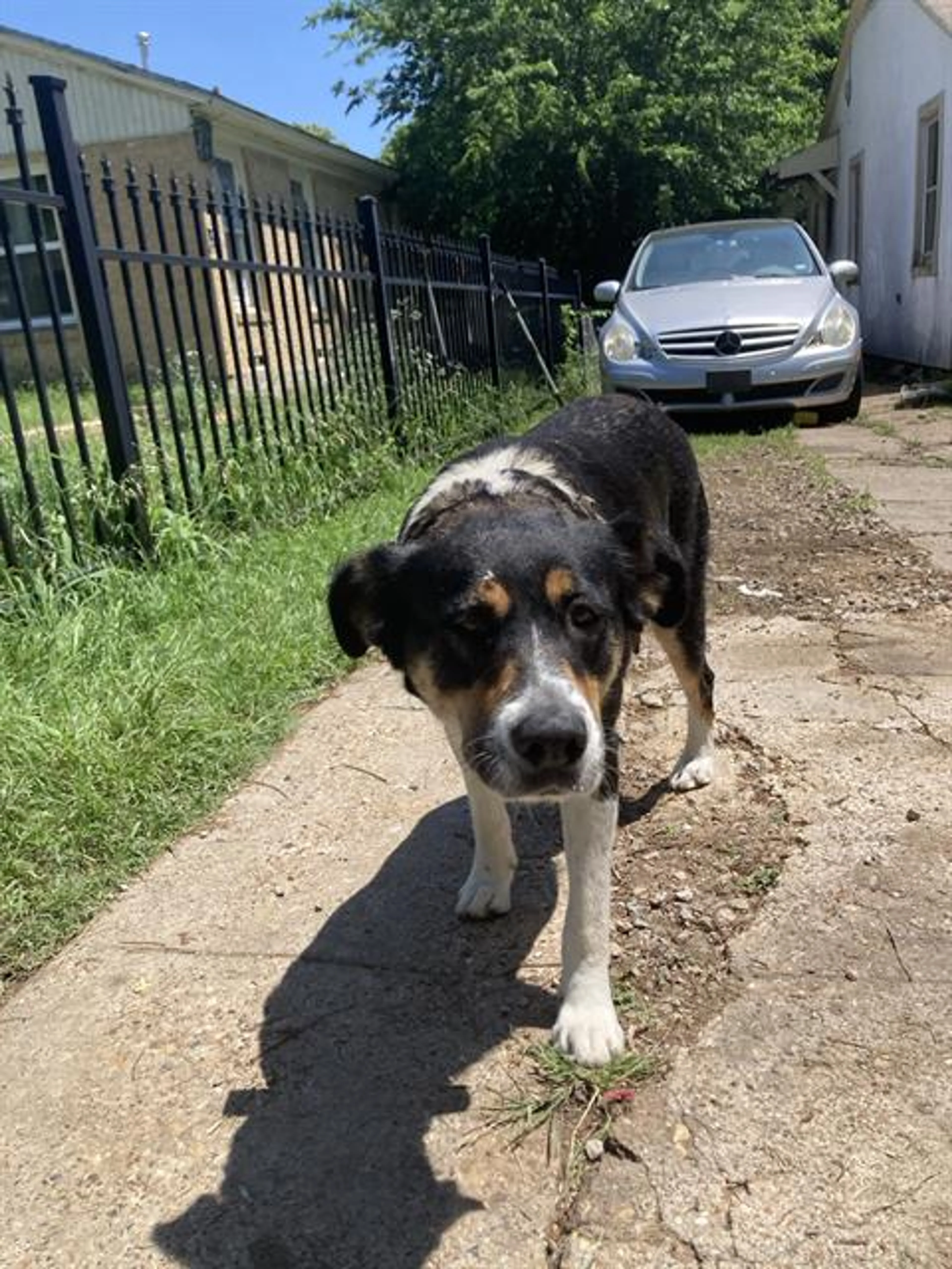 Found pet