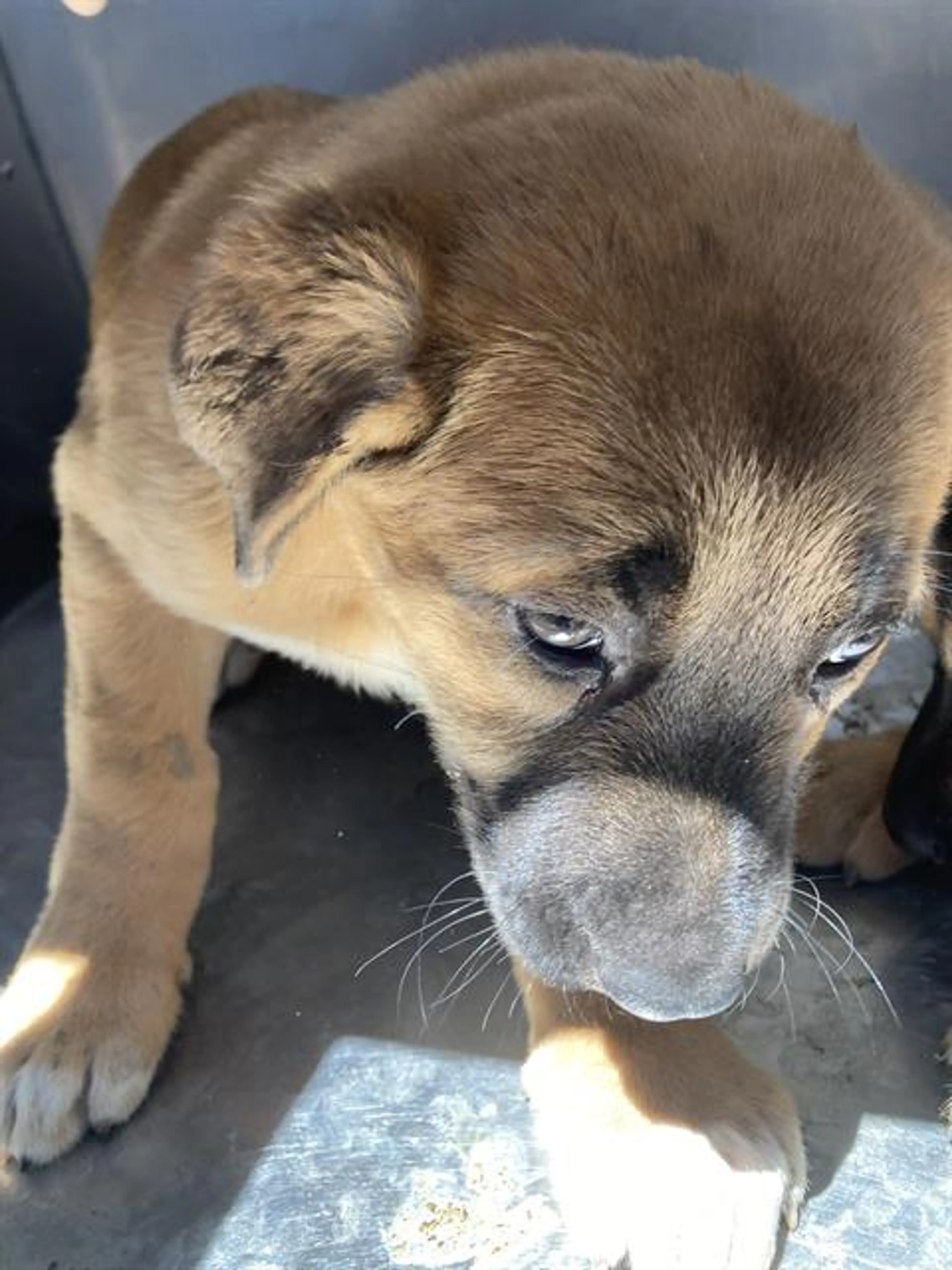 Found pet