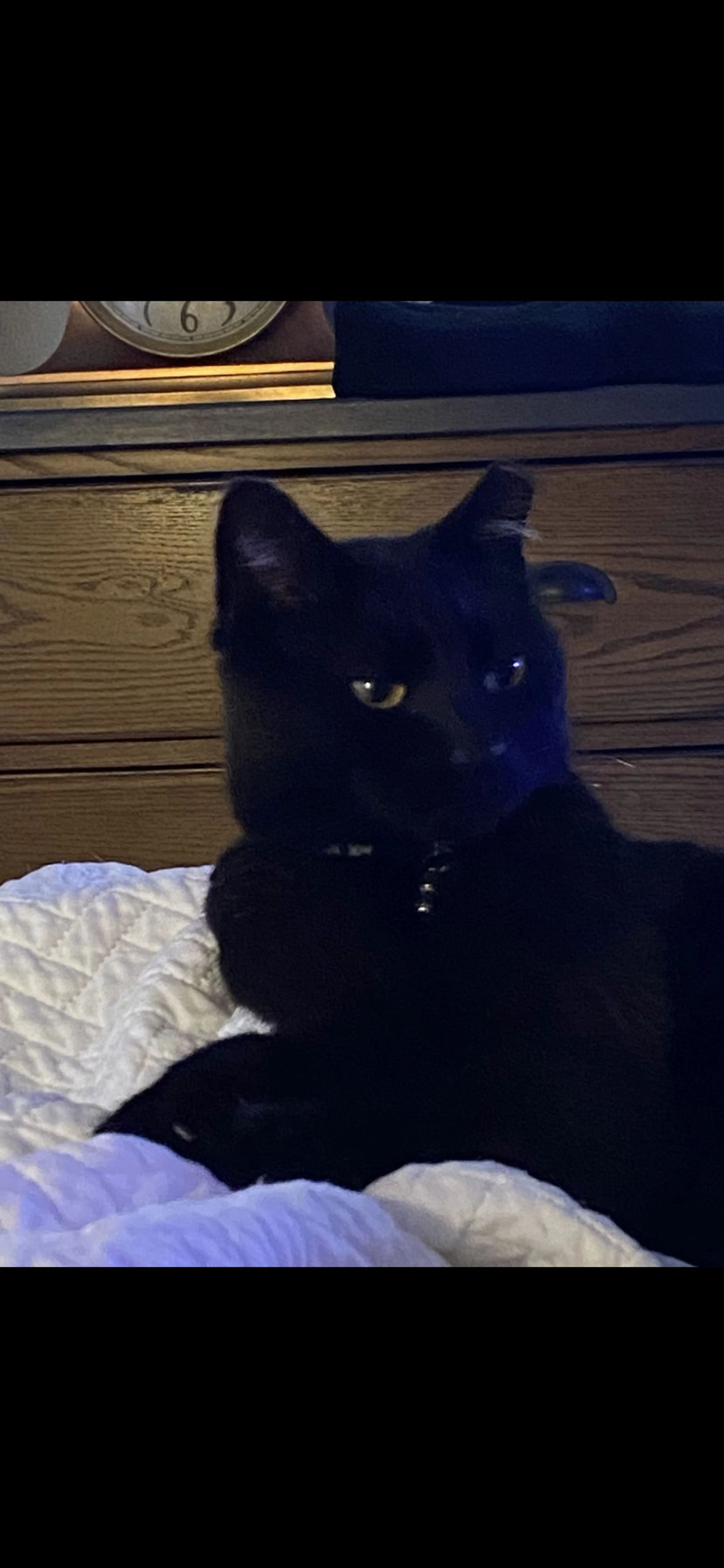 Lost pet-1
