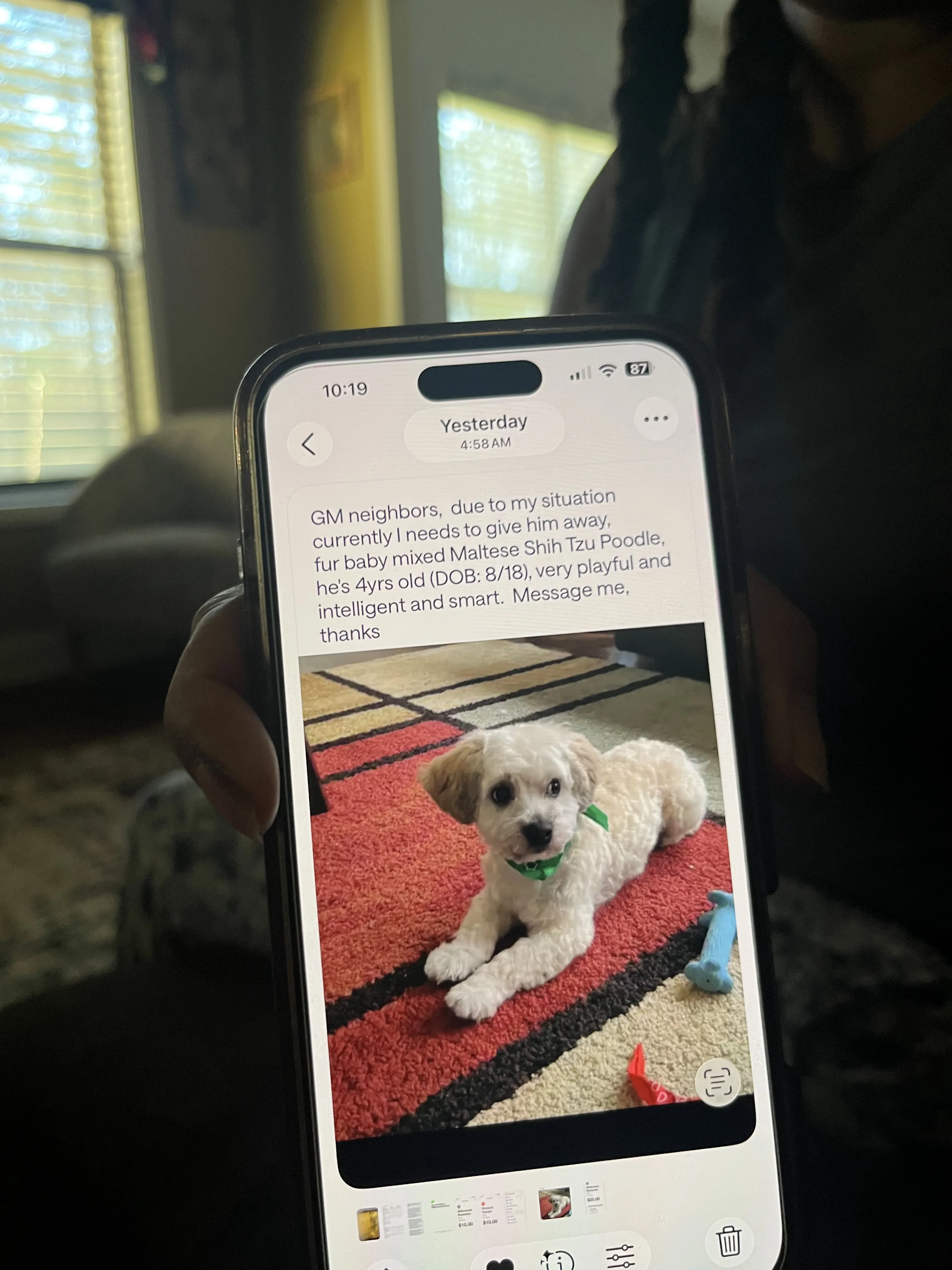 Lost pet